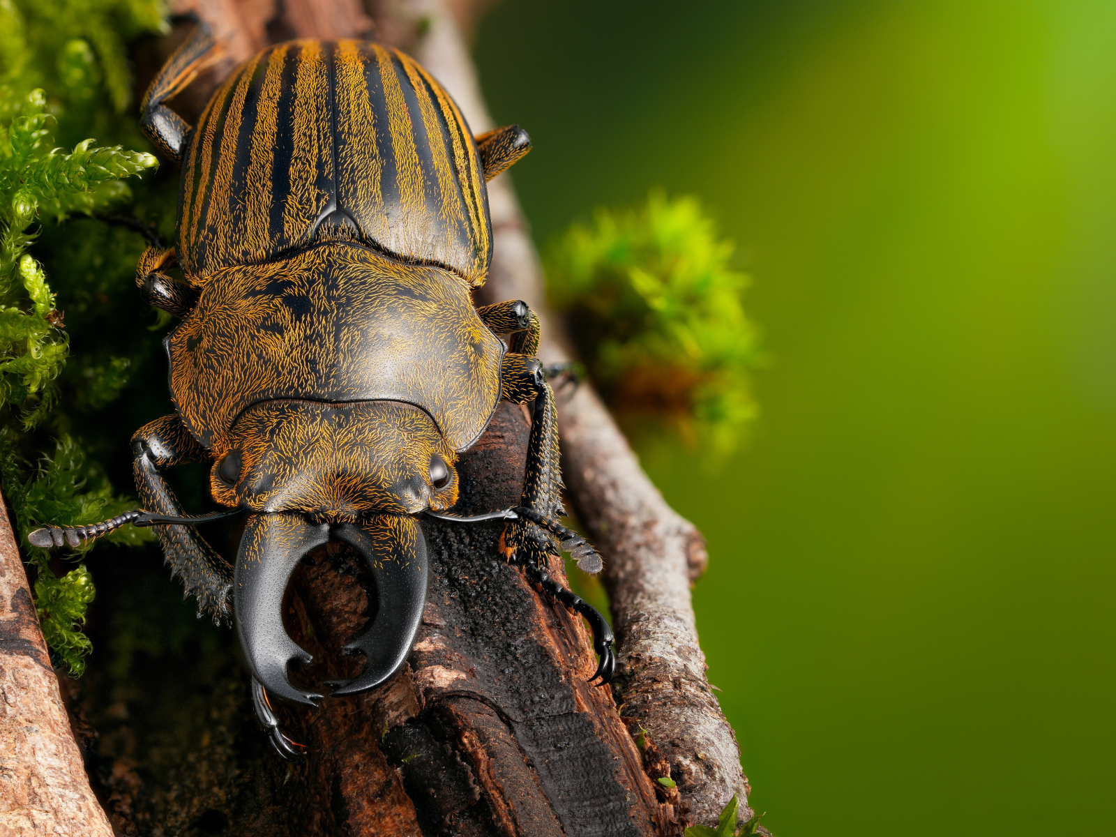 Рогатый жук сидит на ветке дерева 