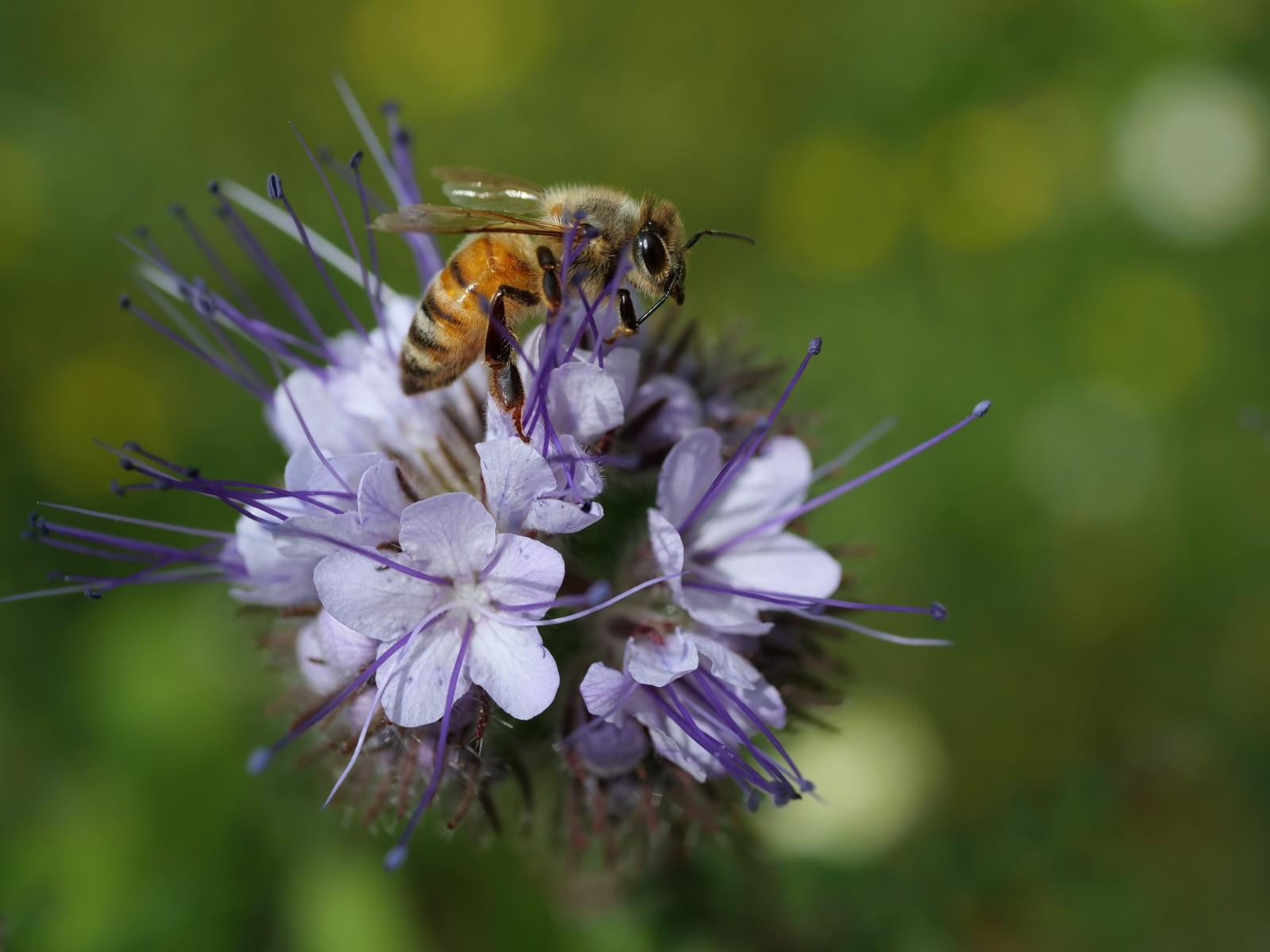 Маленькая пчела сидит на синем цветке