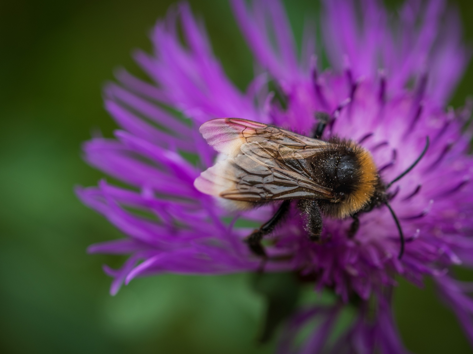 Маленький шмель опыляет розовый цветок