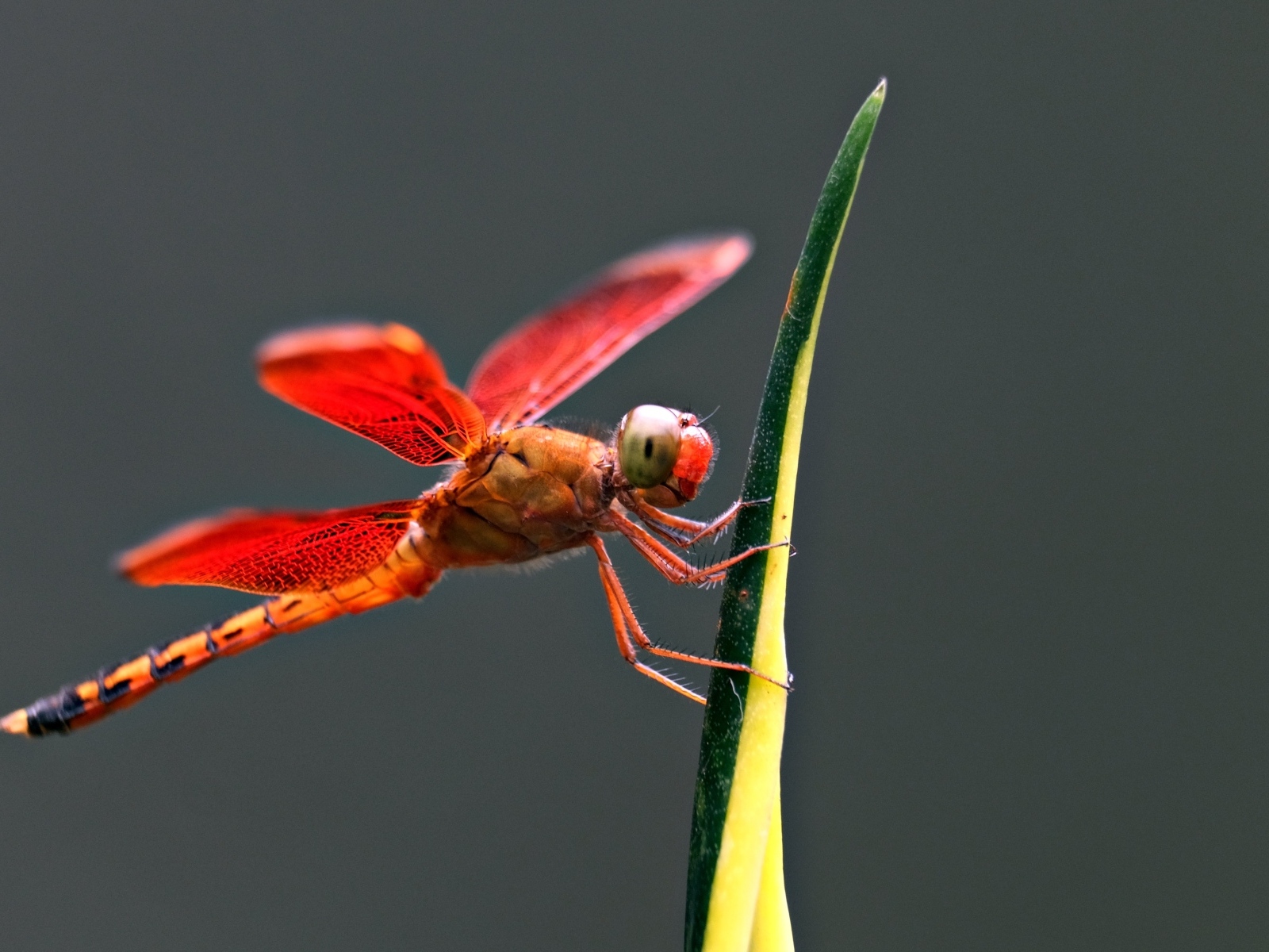 Красная стрекоза на зеленом листке
