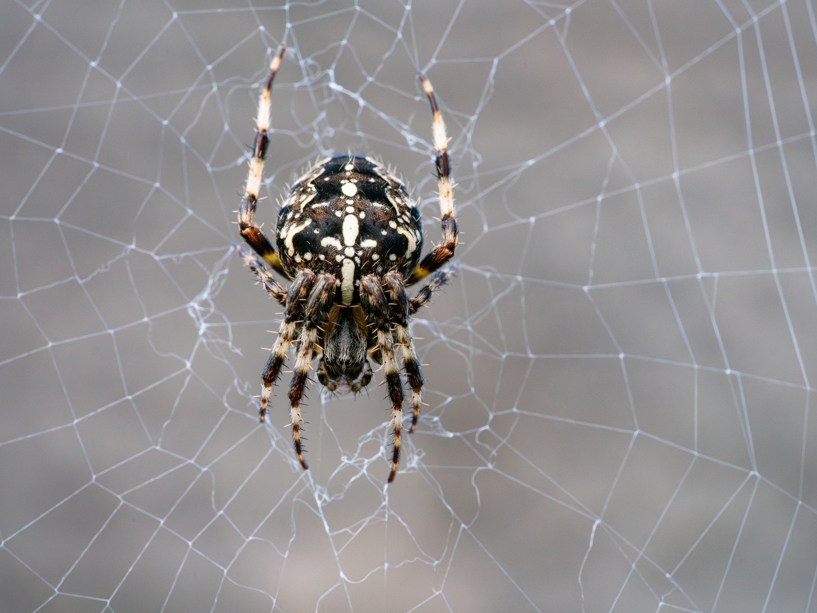 Паук на узорной паутине крупным планом