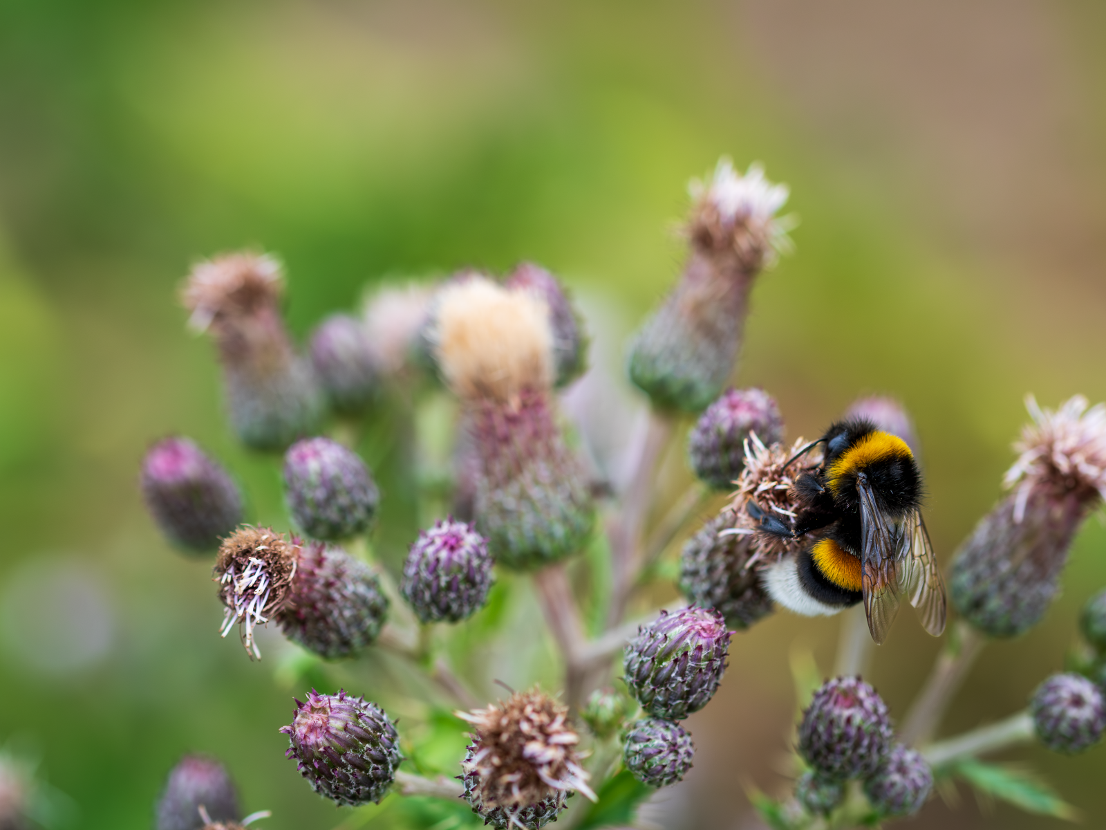 Полосатый шмель сидит на колючем цветке