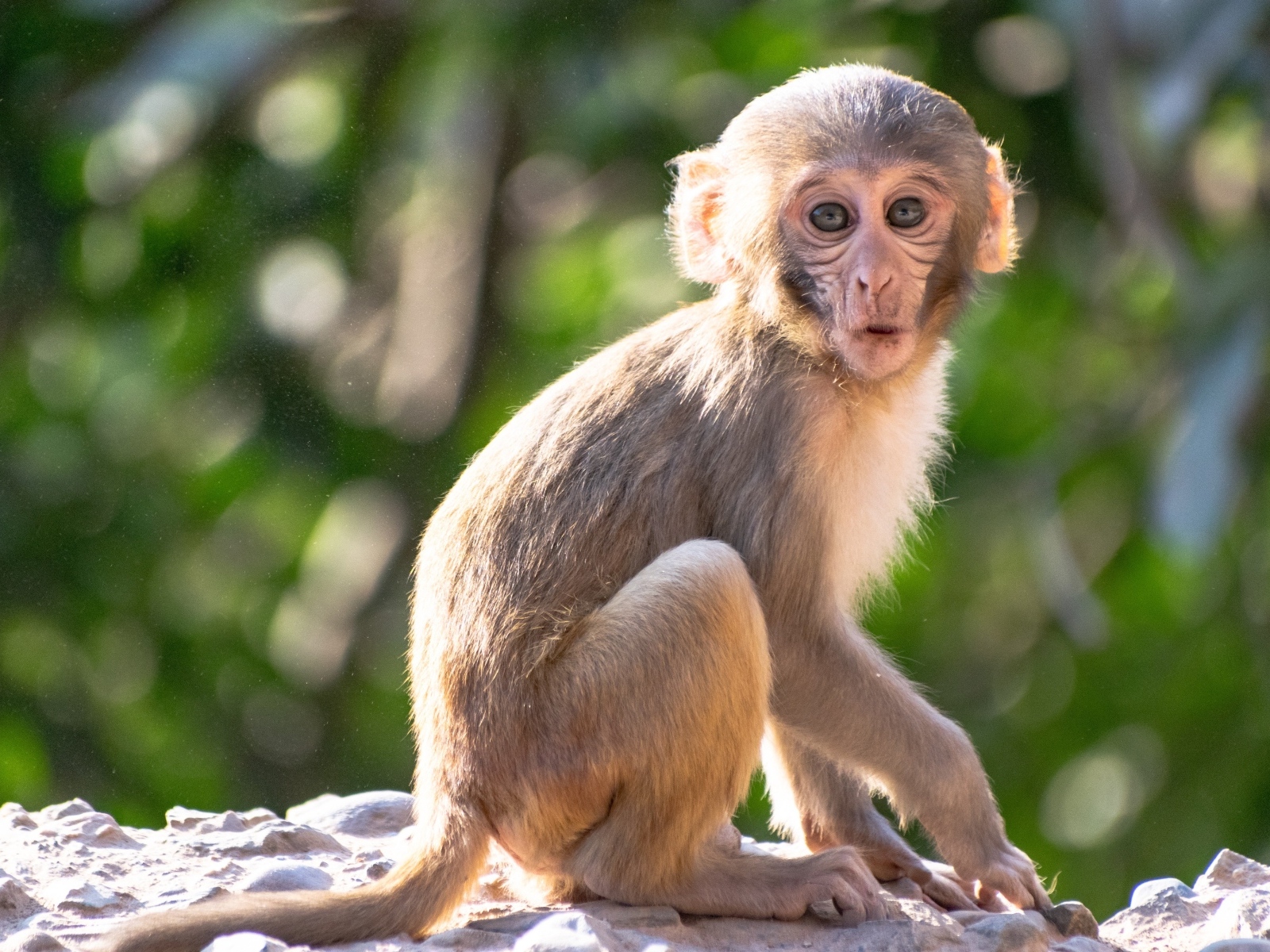 Маленькая обезьяна сидит на камне