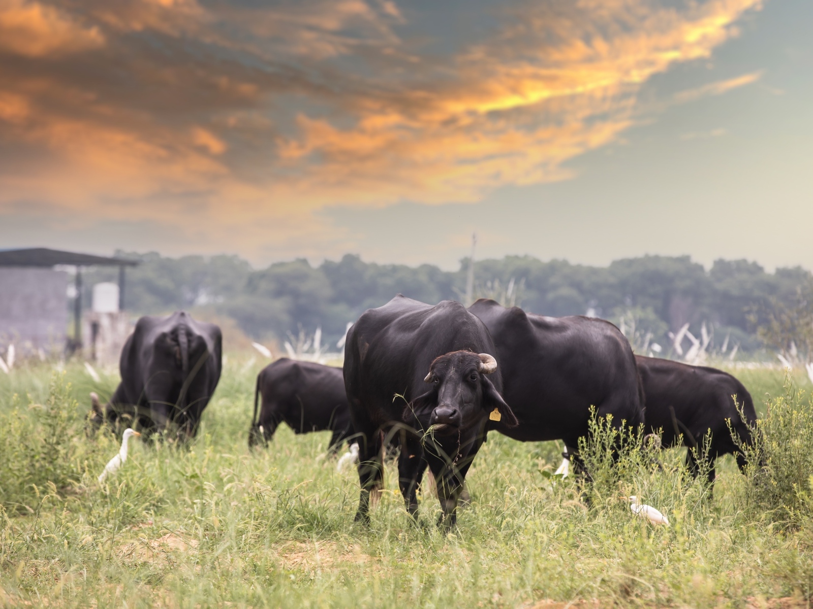 Большие черные быки на фоне неба