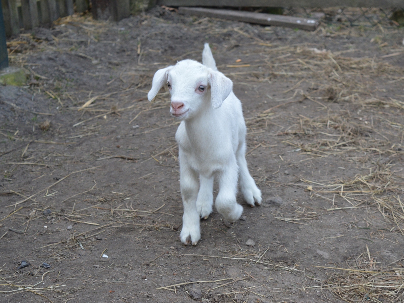 Милый маленький белый козленок