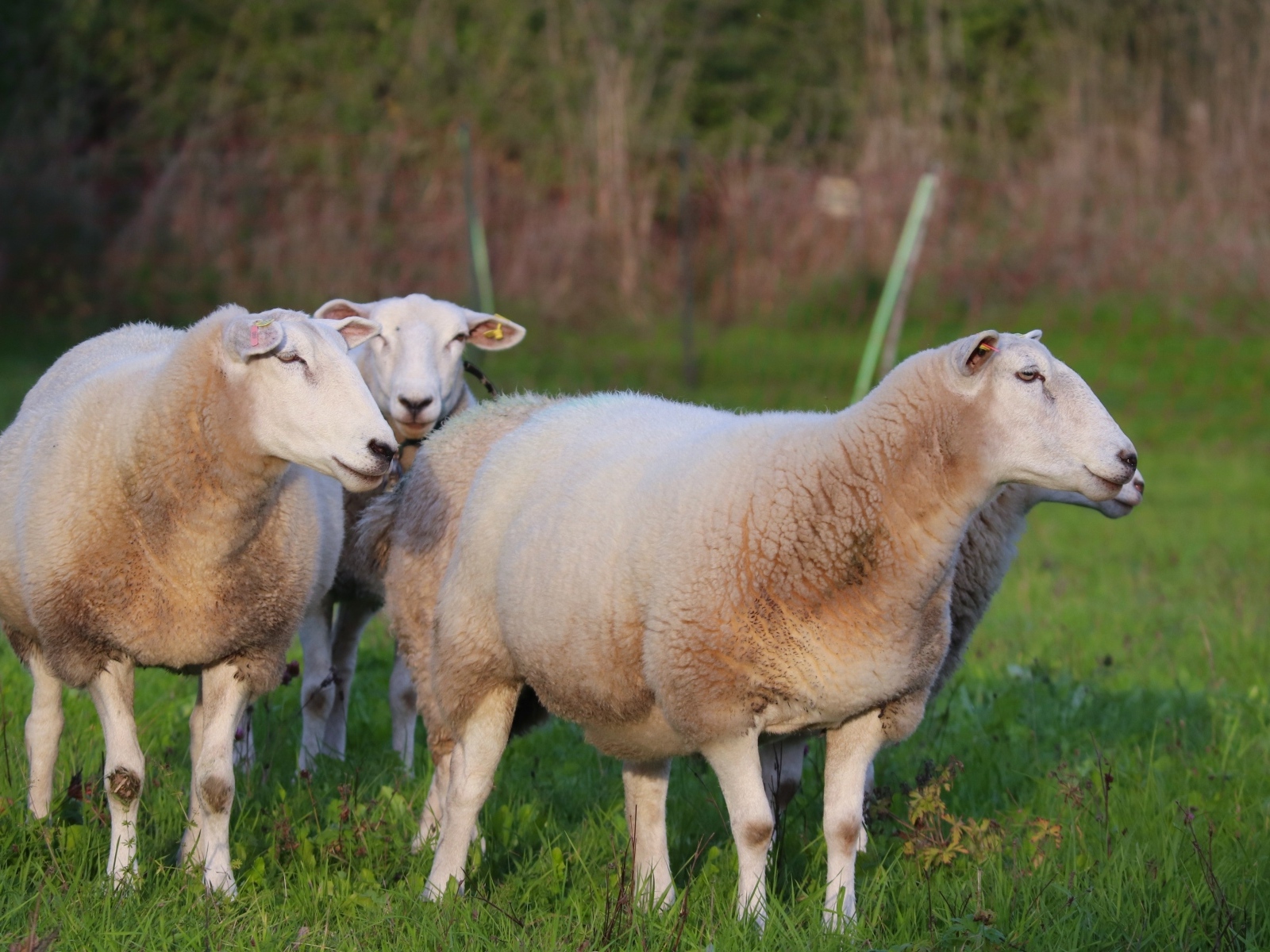 Пушистые овцы на зеленой траве