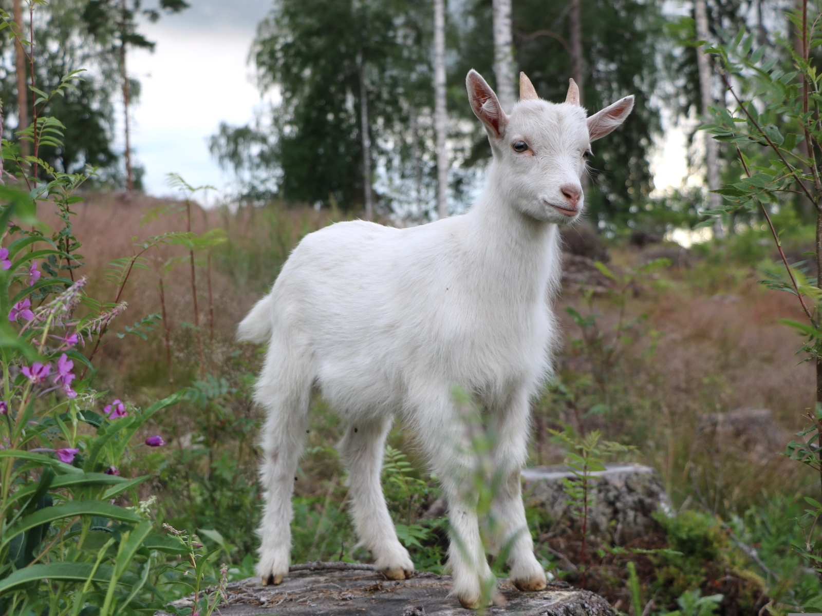 Белый козленок стоит на камне