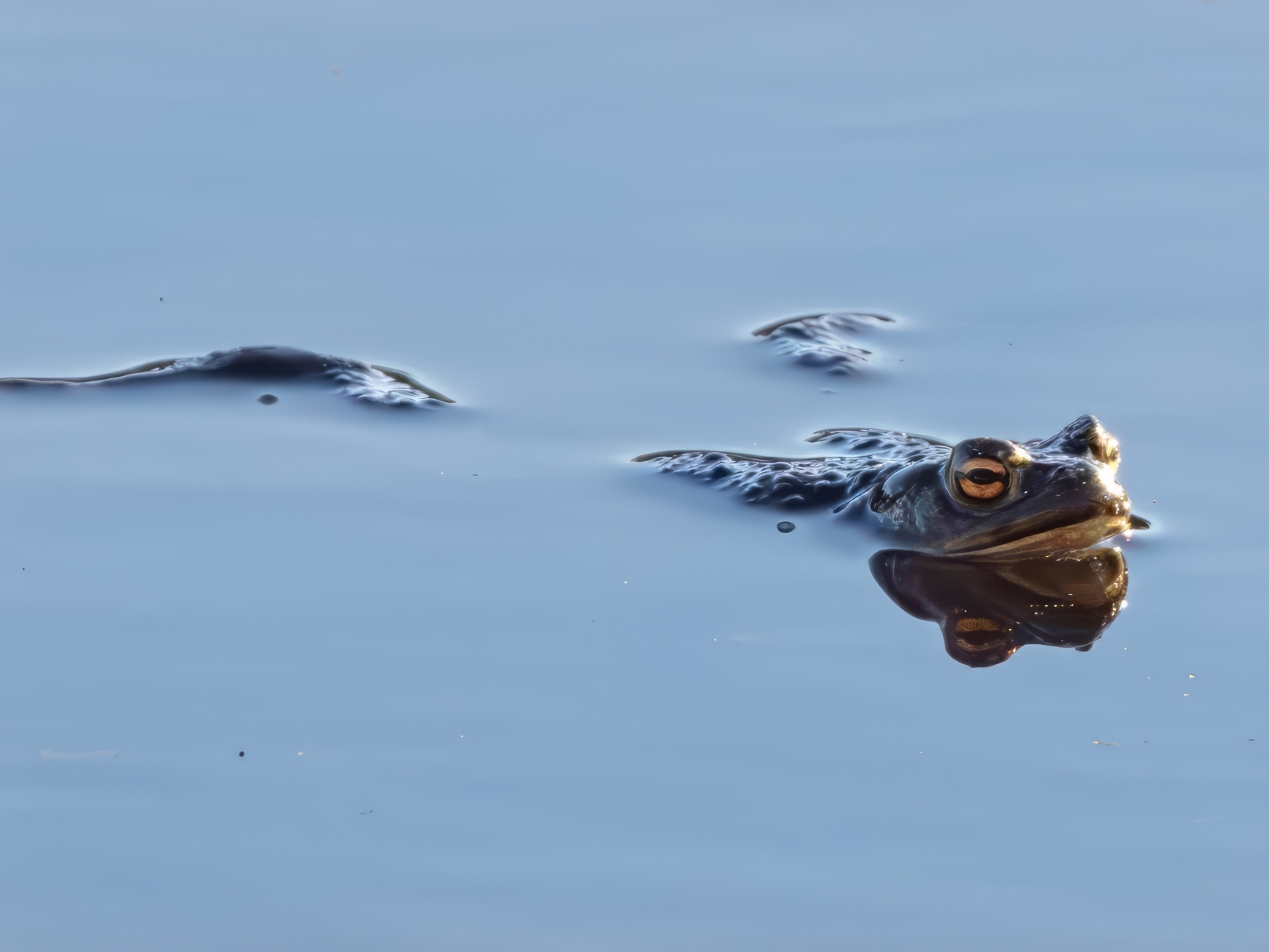 Большая жаба плывет в воде