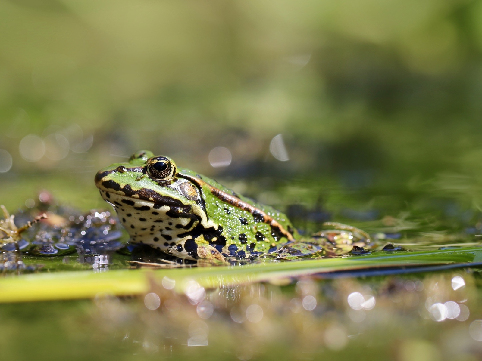 Жаба сидит на листке в пруду