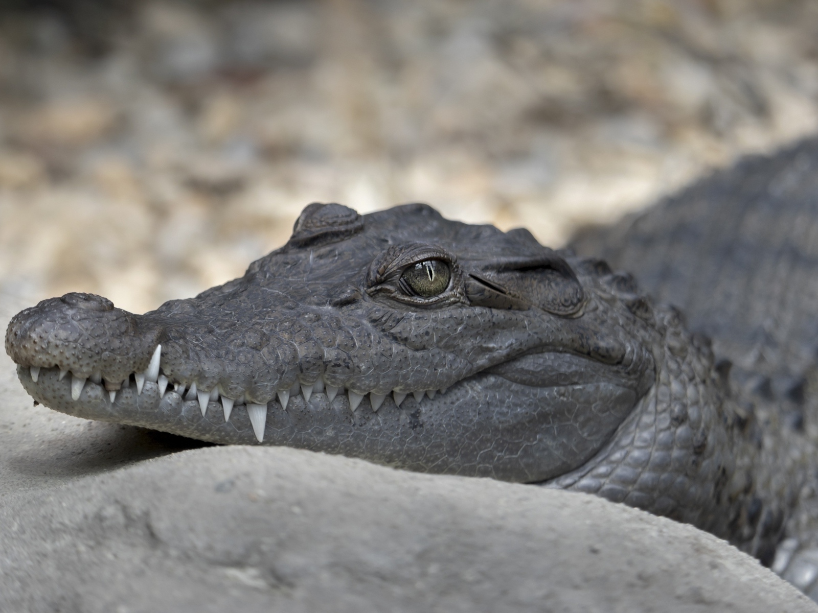 Аллигатор с острыми клыками крупным планом