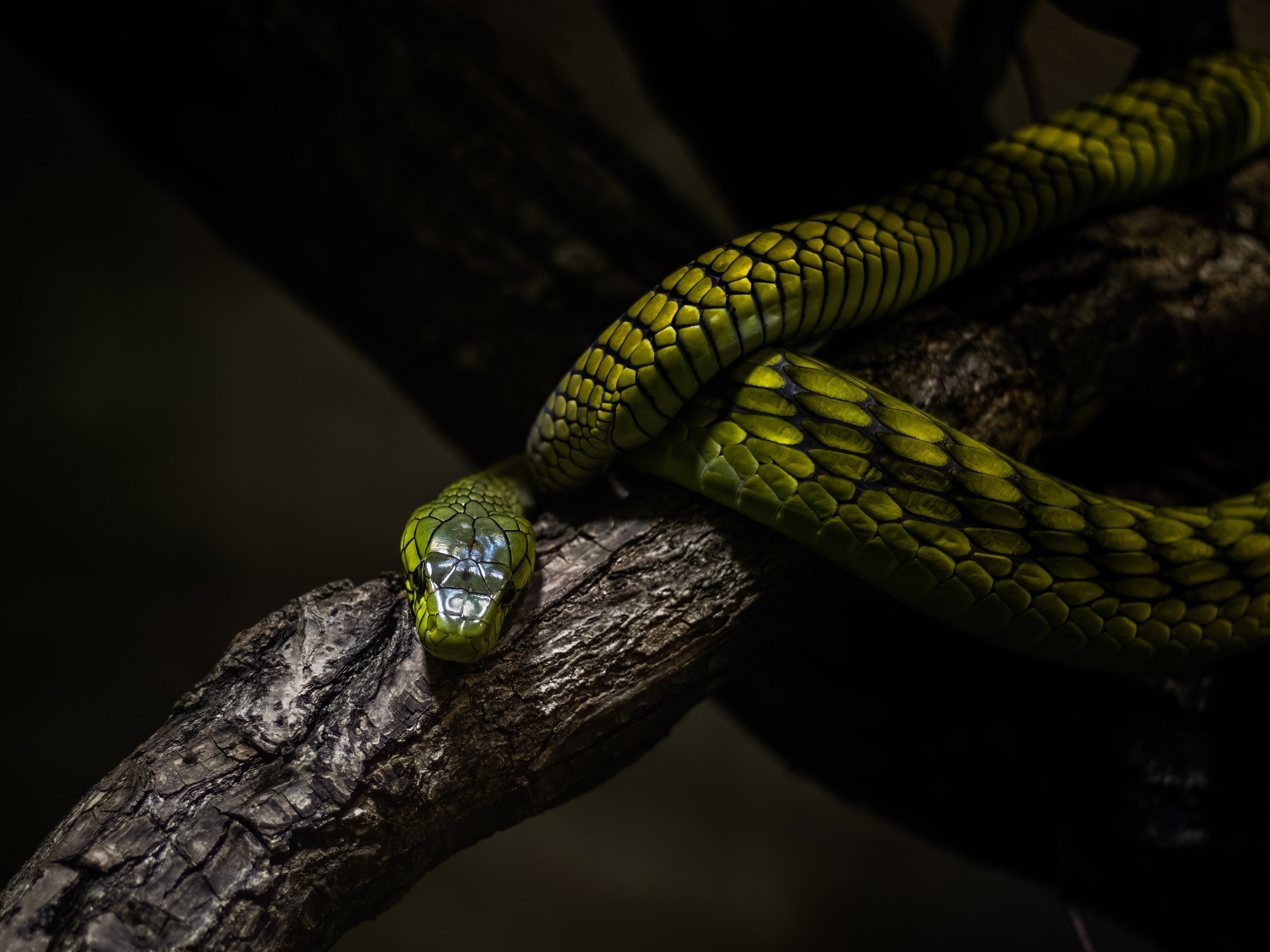 Красивая зеленая змея на ветке