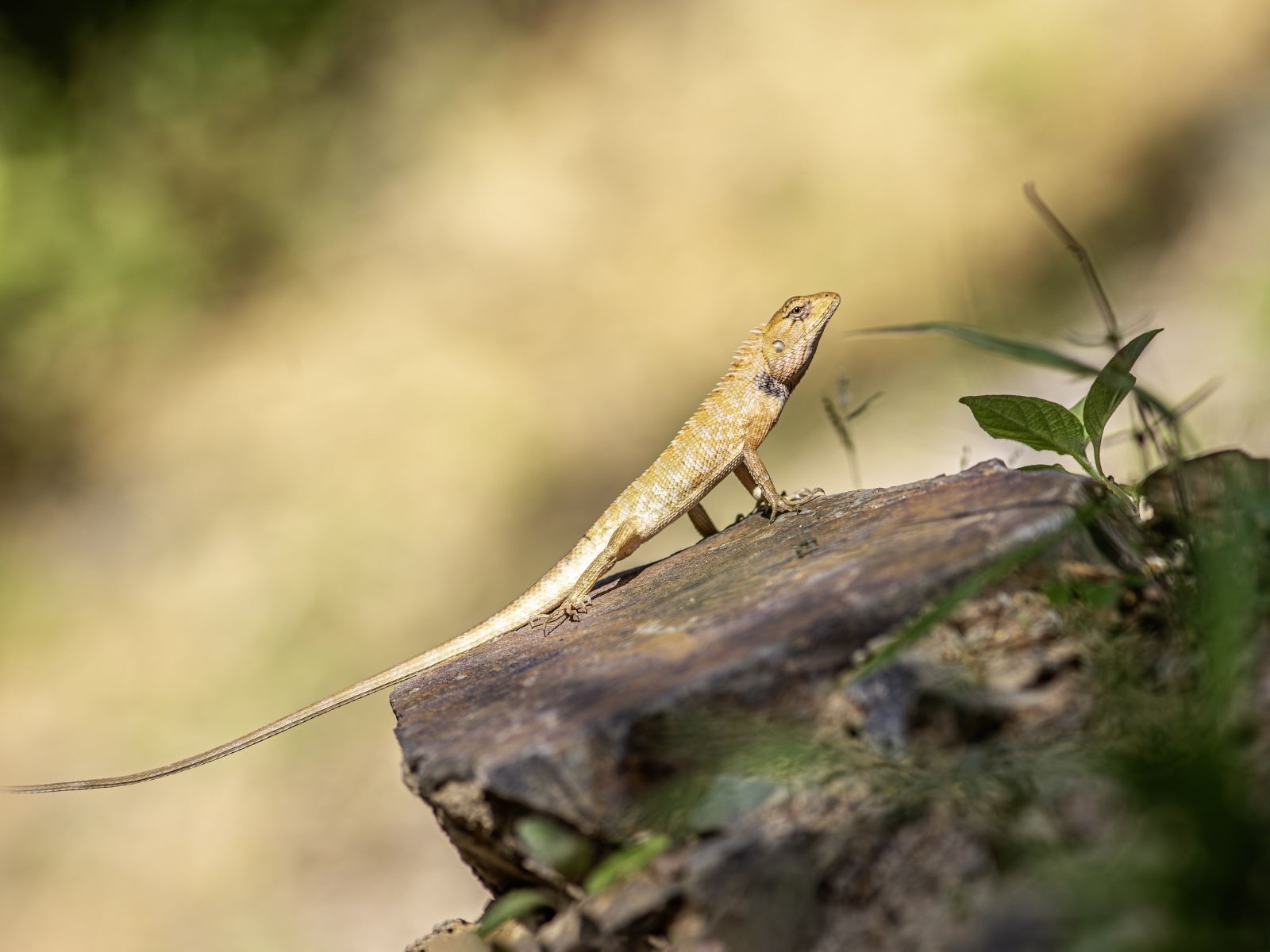 Садовая ящерица сидит на камне