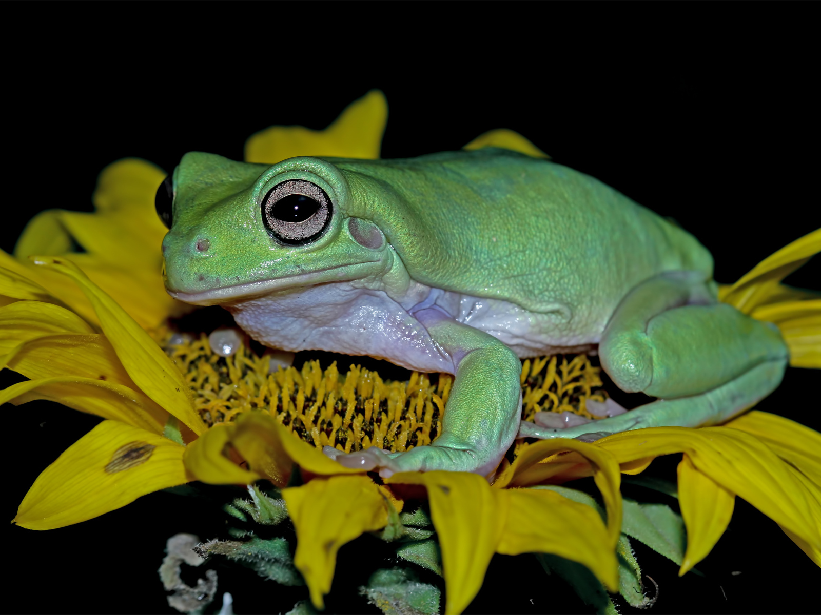 Большая зеленая лягушка на желтом цветке подсолнуха