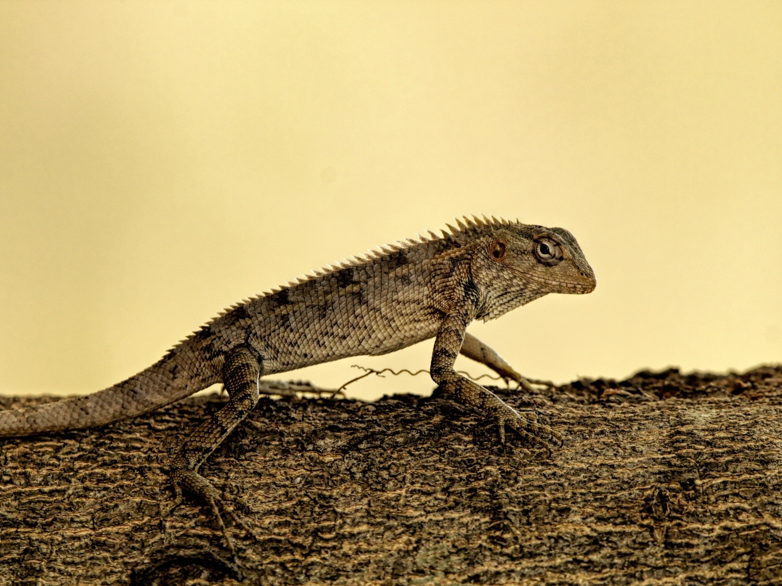 Большая серая ящерица на дереве