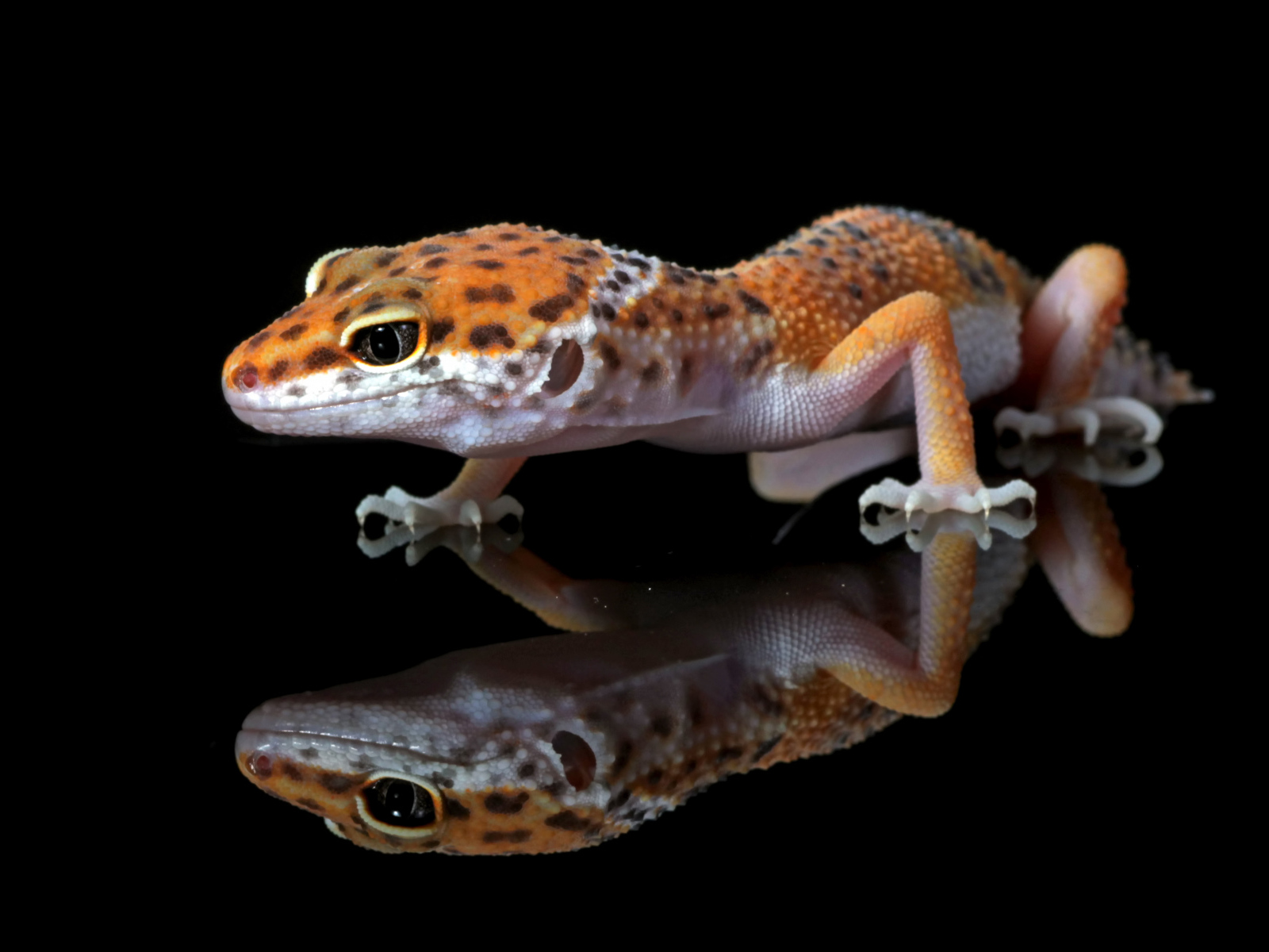 Леопардовый геккон крупным планом в отражении на черном фоне