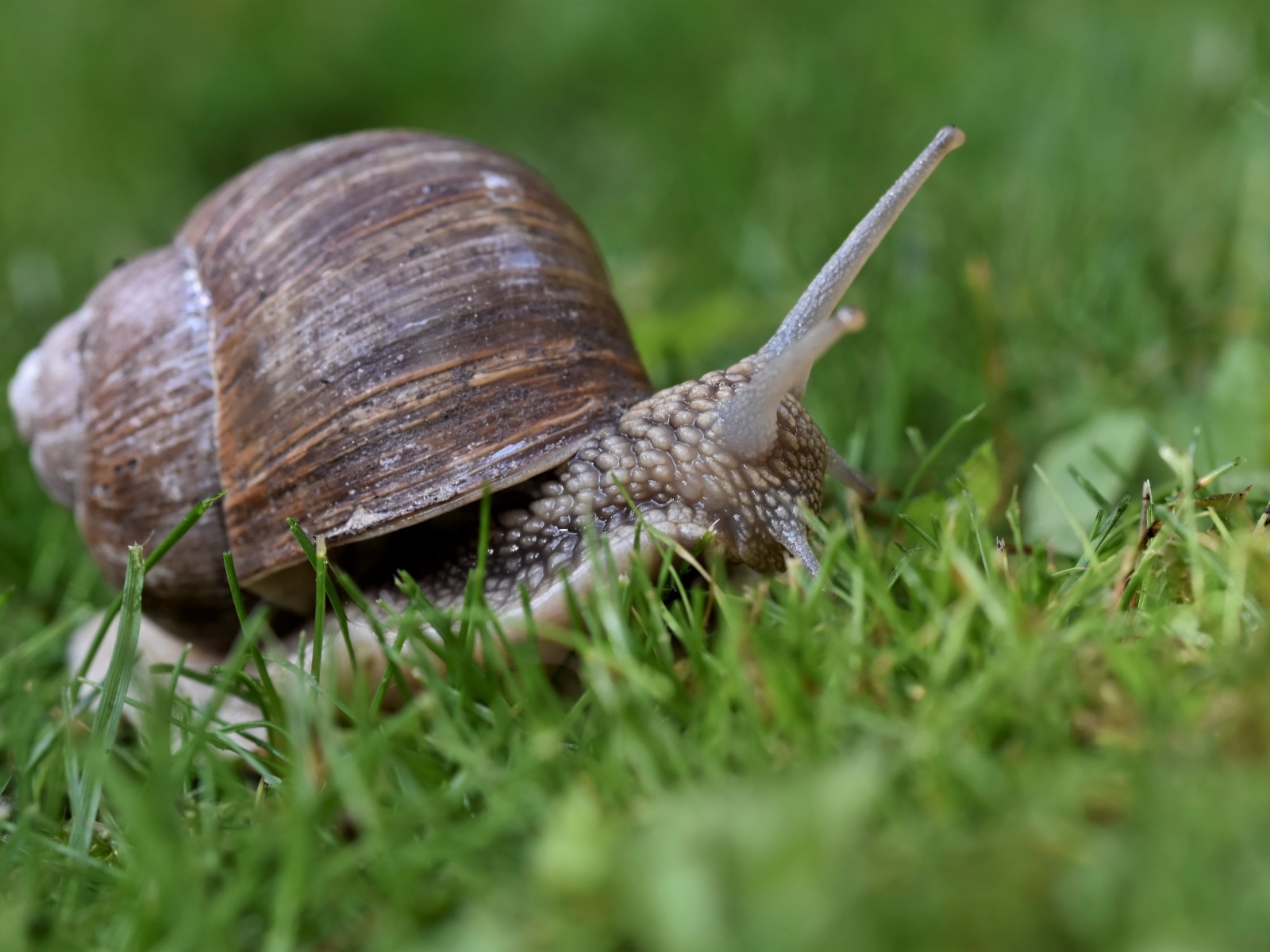 Большая улитка в зеленой траве