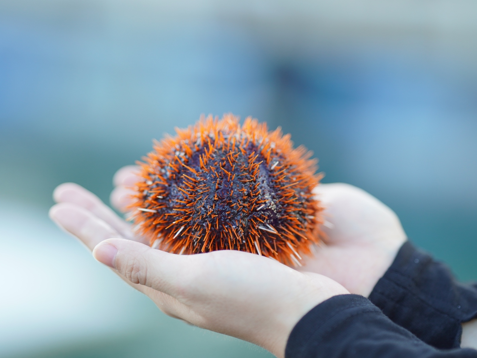 Морской еж в ладонях