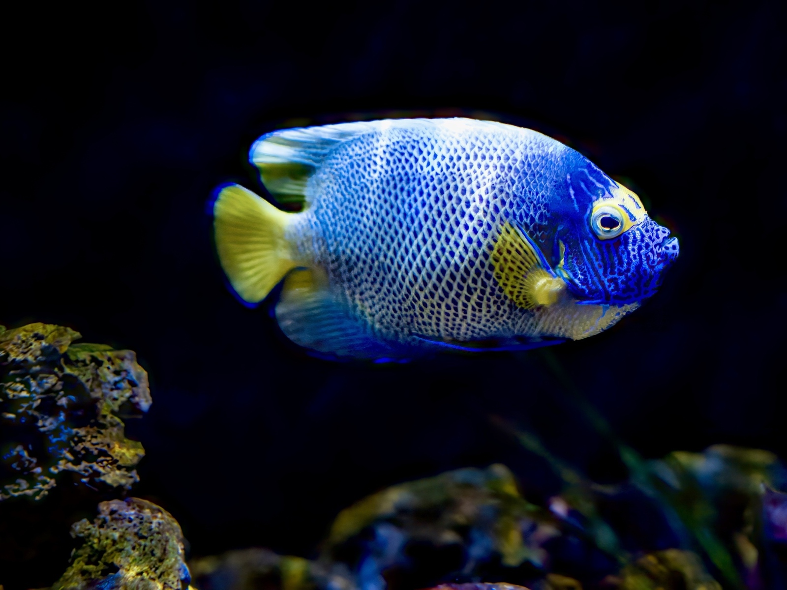 Рыба голуболицый ангел в воде