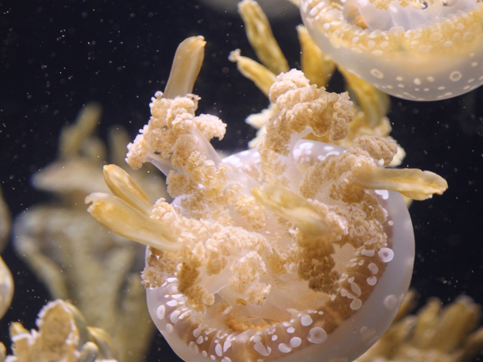 Белые медузы плавают в воде