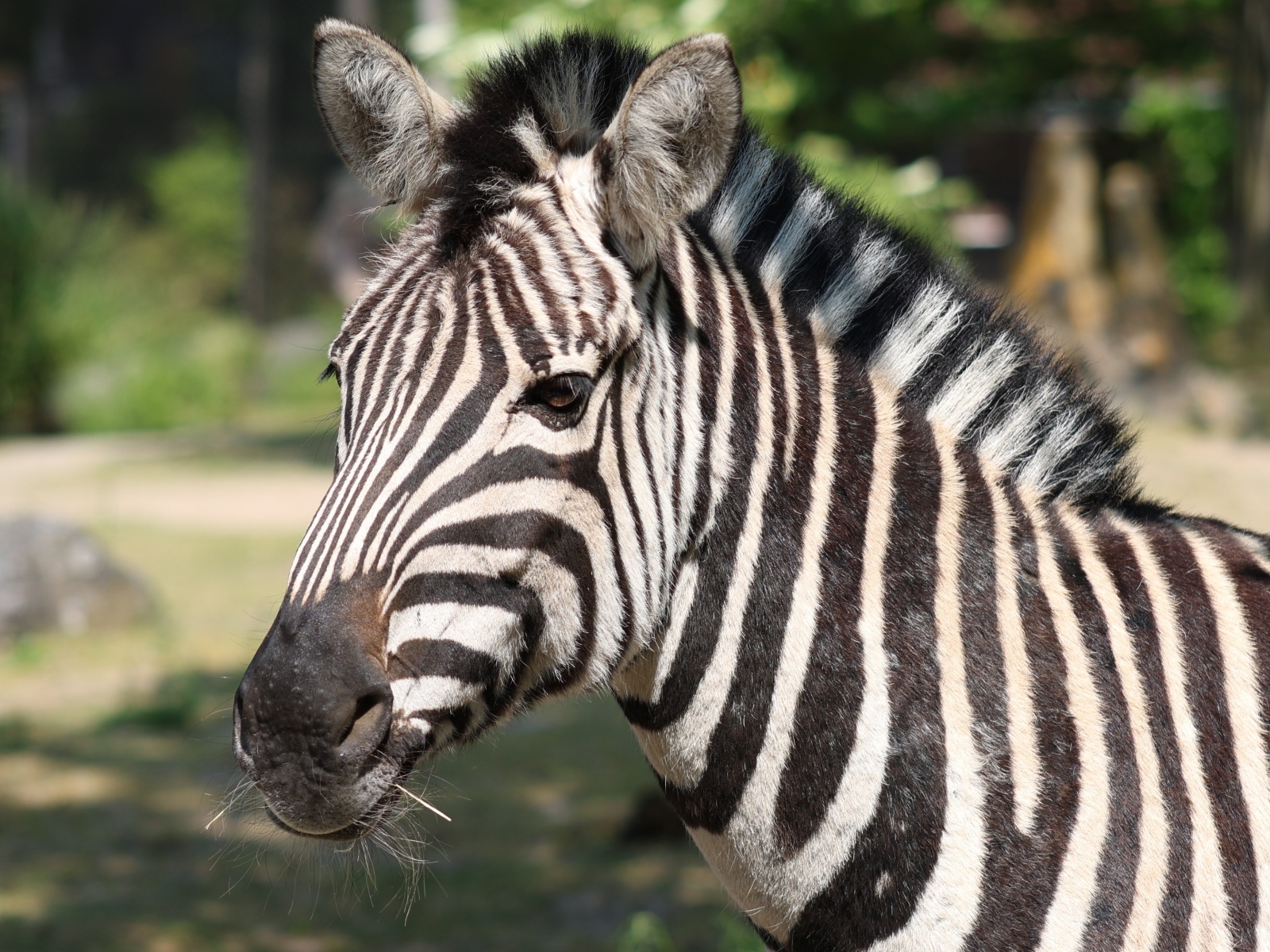 Полосатая зебра с гривой вблизи