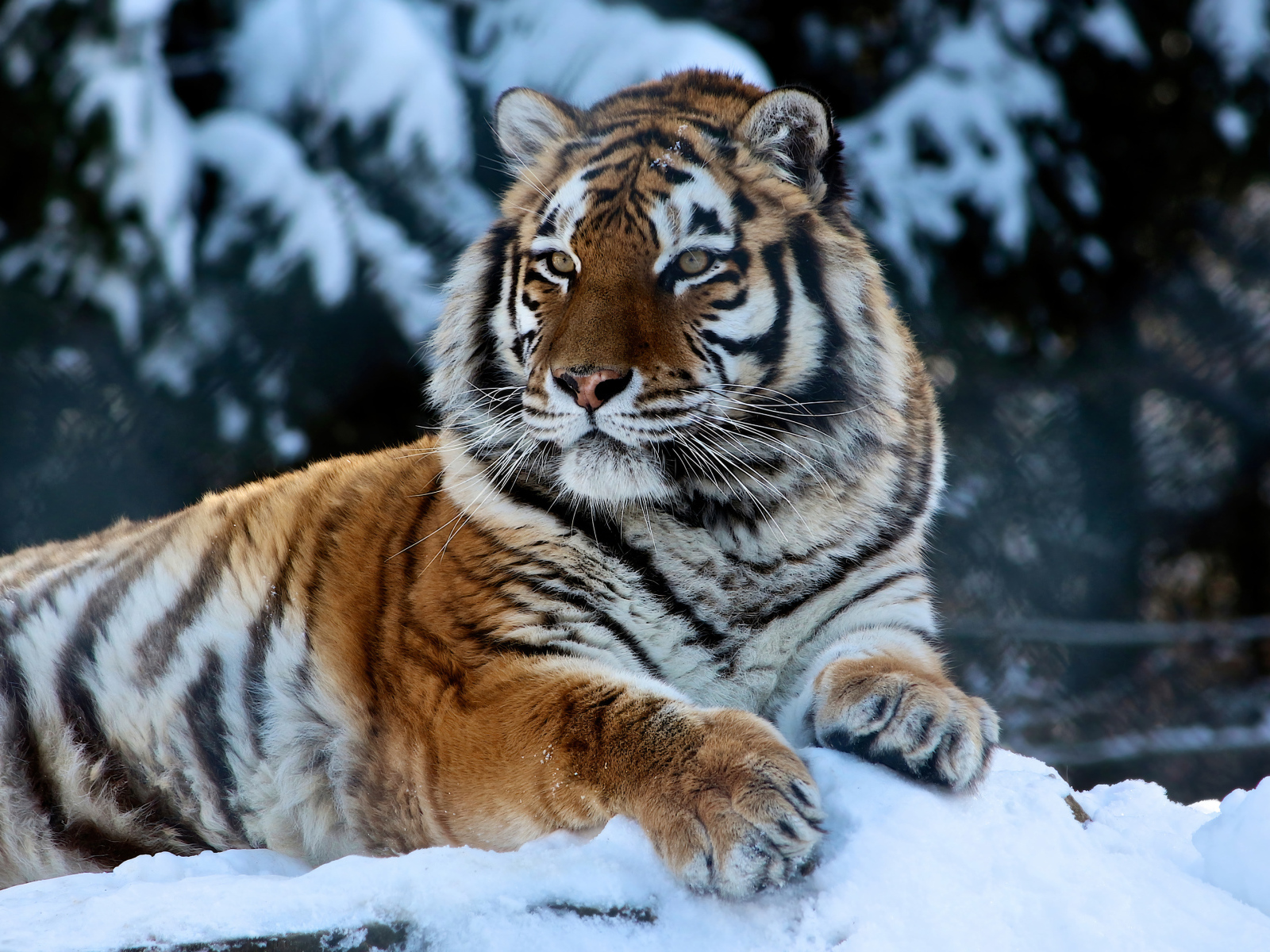 Большой амурский тигр лежит на заснеженном камне