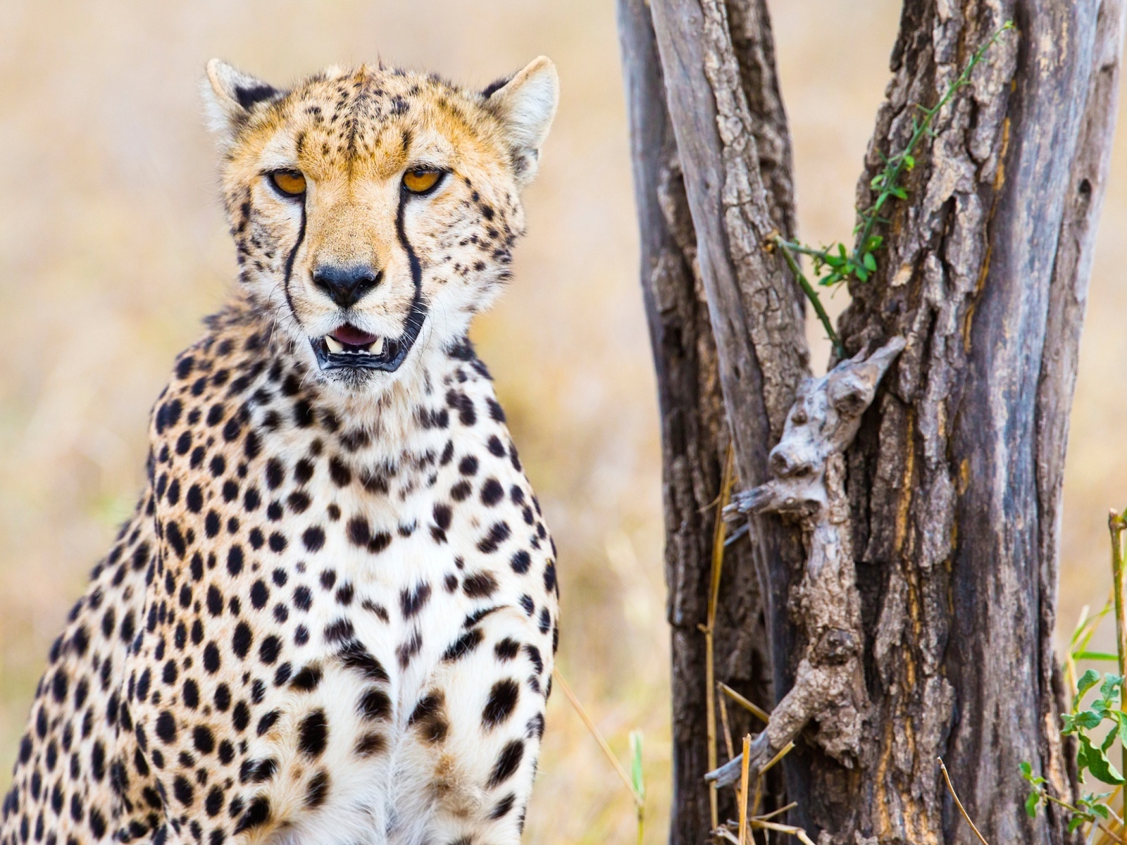 Гепард сидит у старого сухого дерева