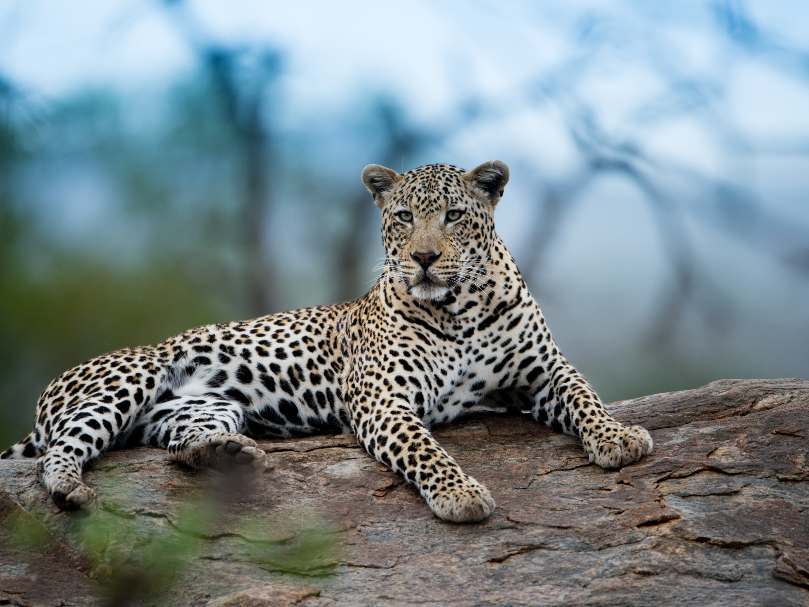 Большой африканский леопард лежит на дереве