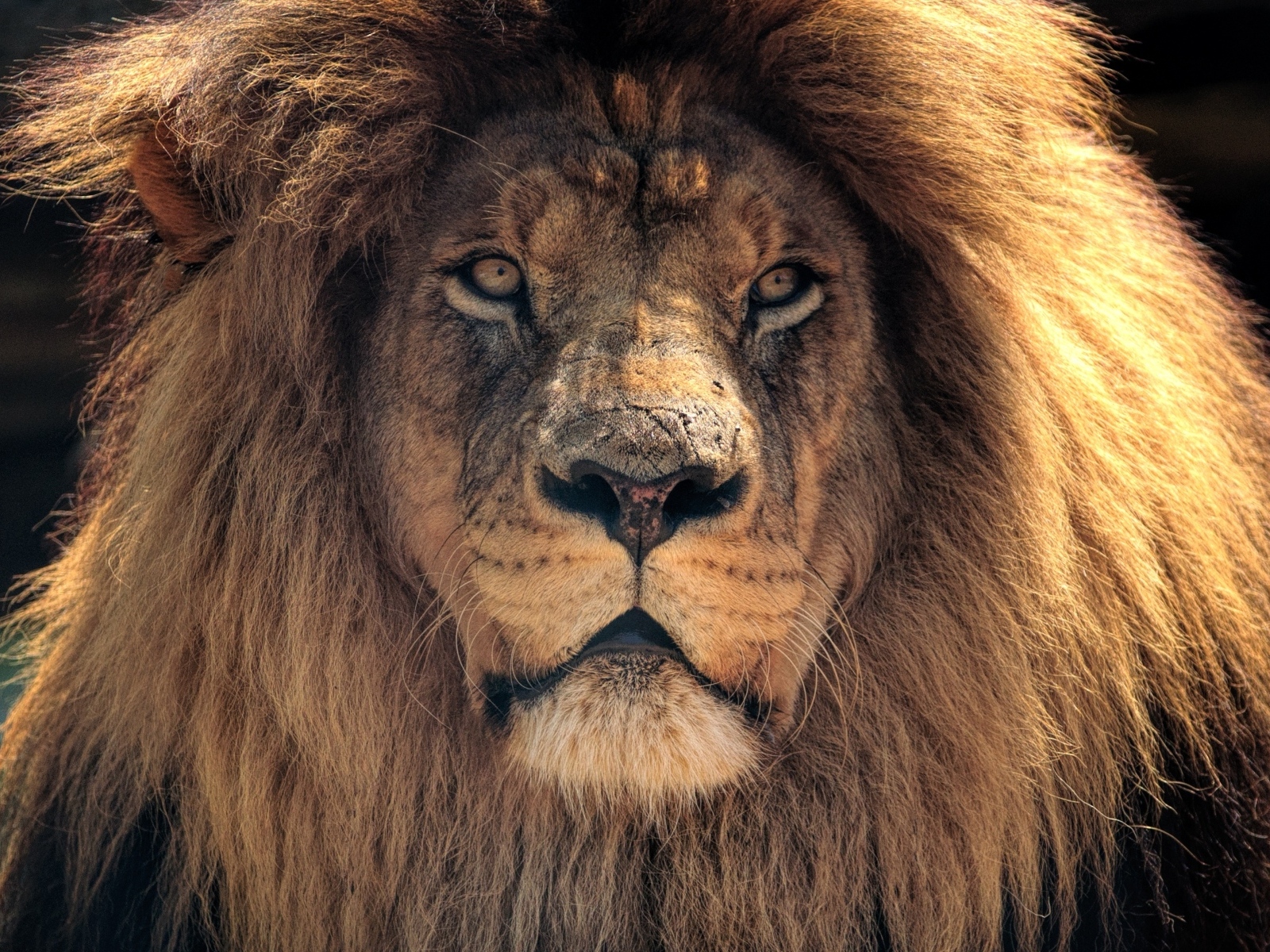 Большой лев с пышной гривой