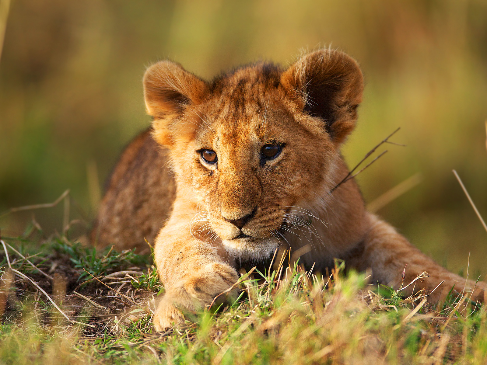 Маленький львенок лежит на зеленой траве