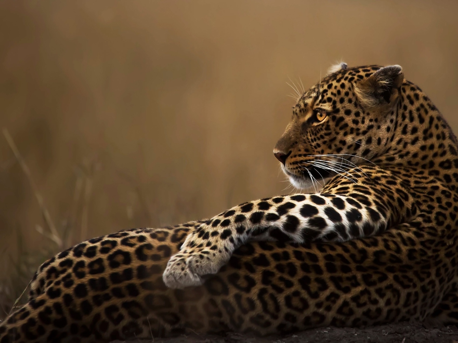 Пятнистый леопард лежит на камне