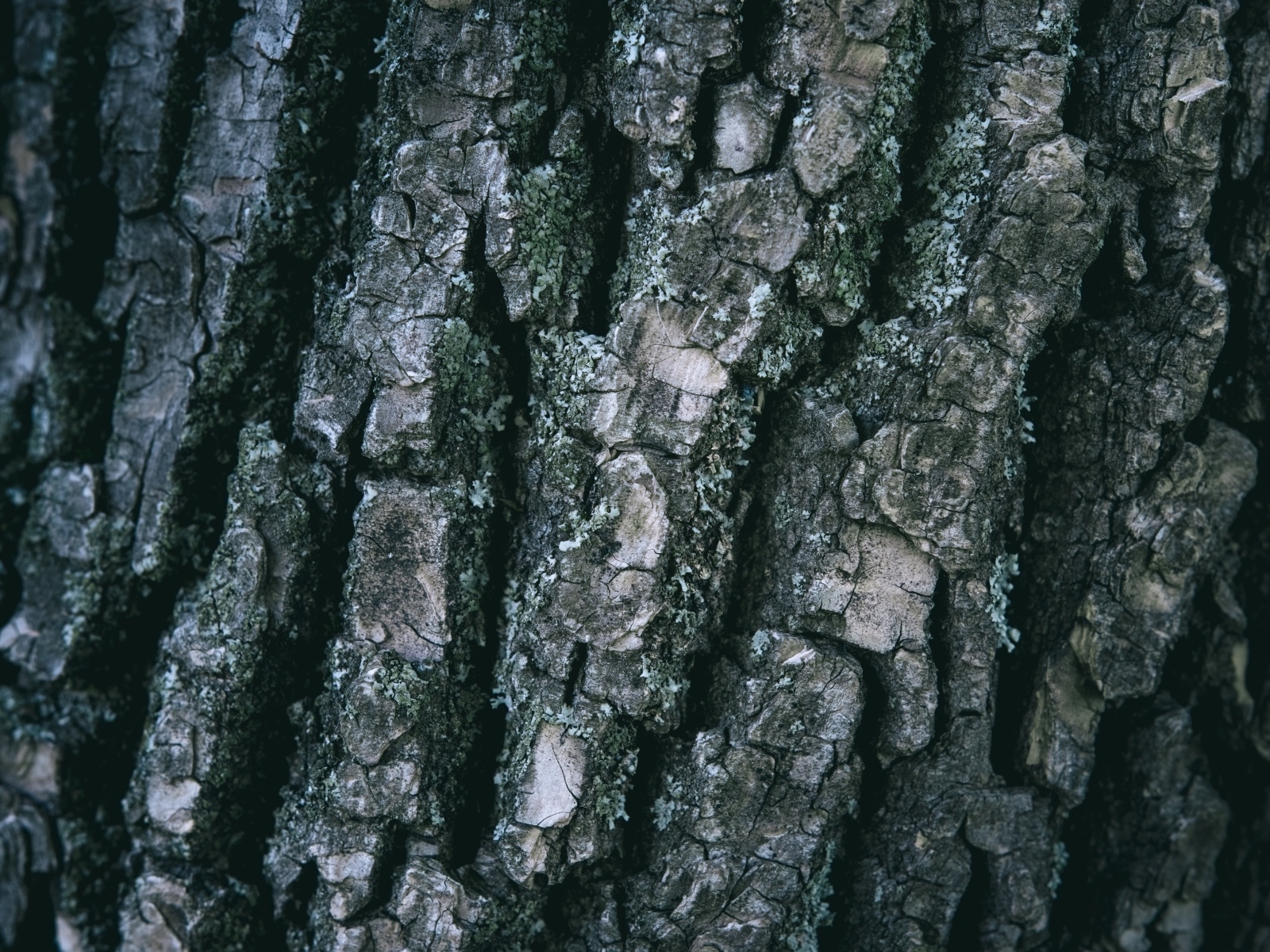 Старая кора дерева для фона