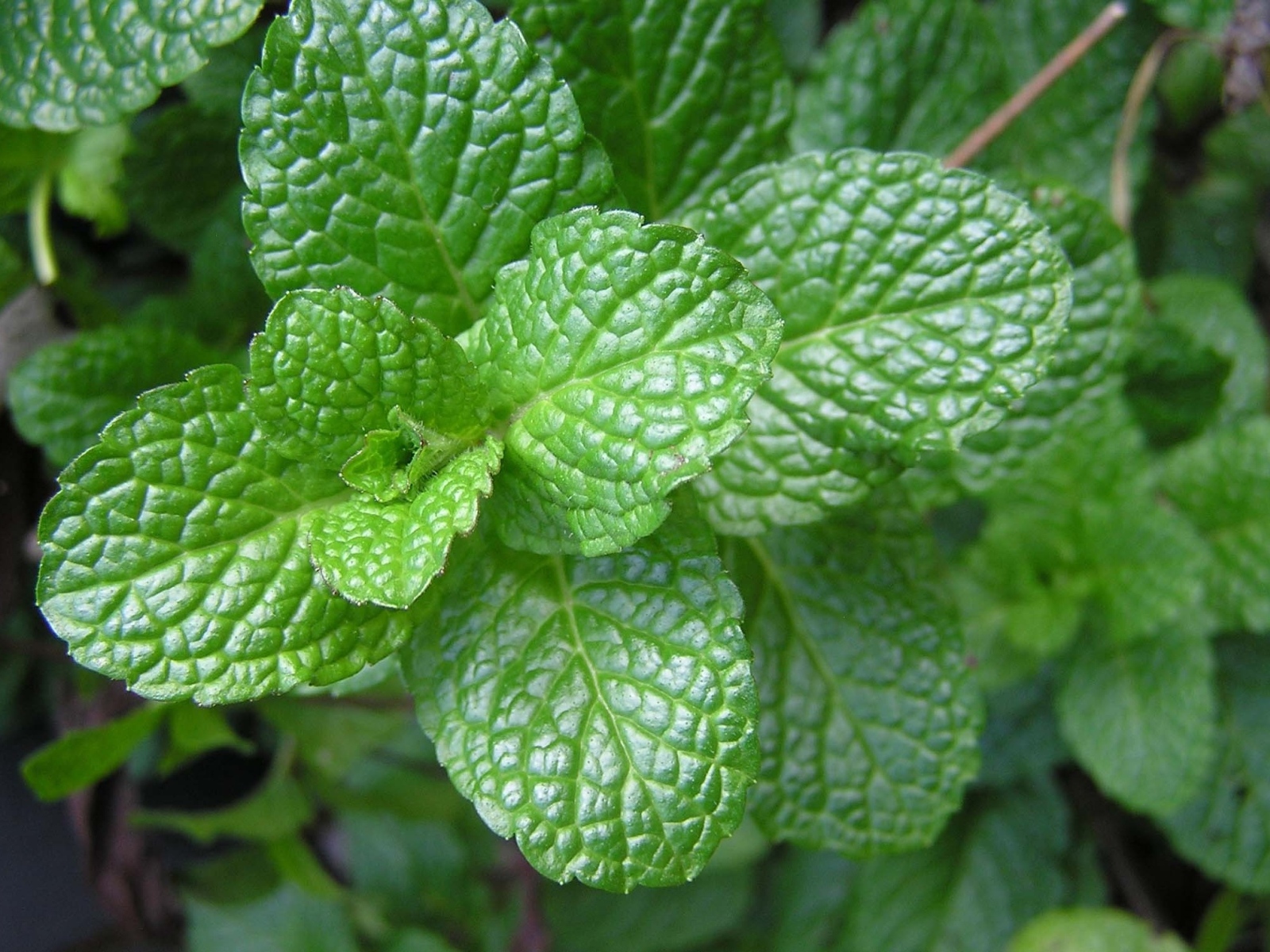 Ароматная свежая зеленая мята крупным планом