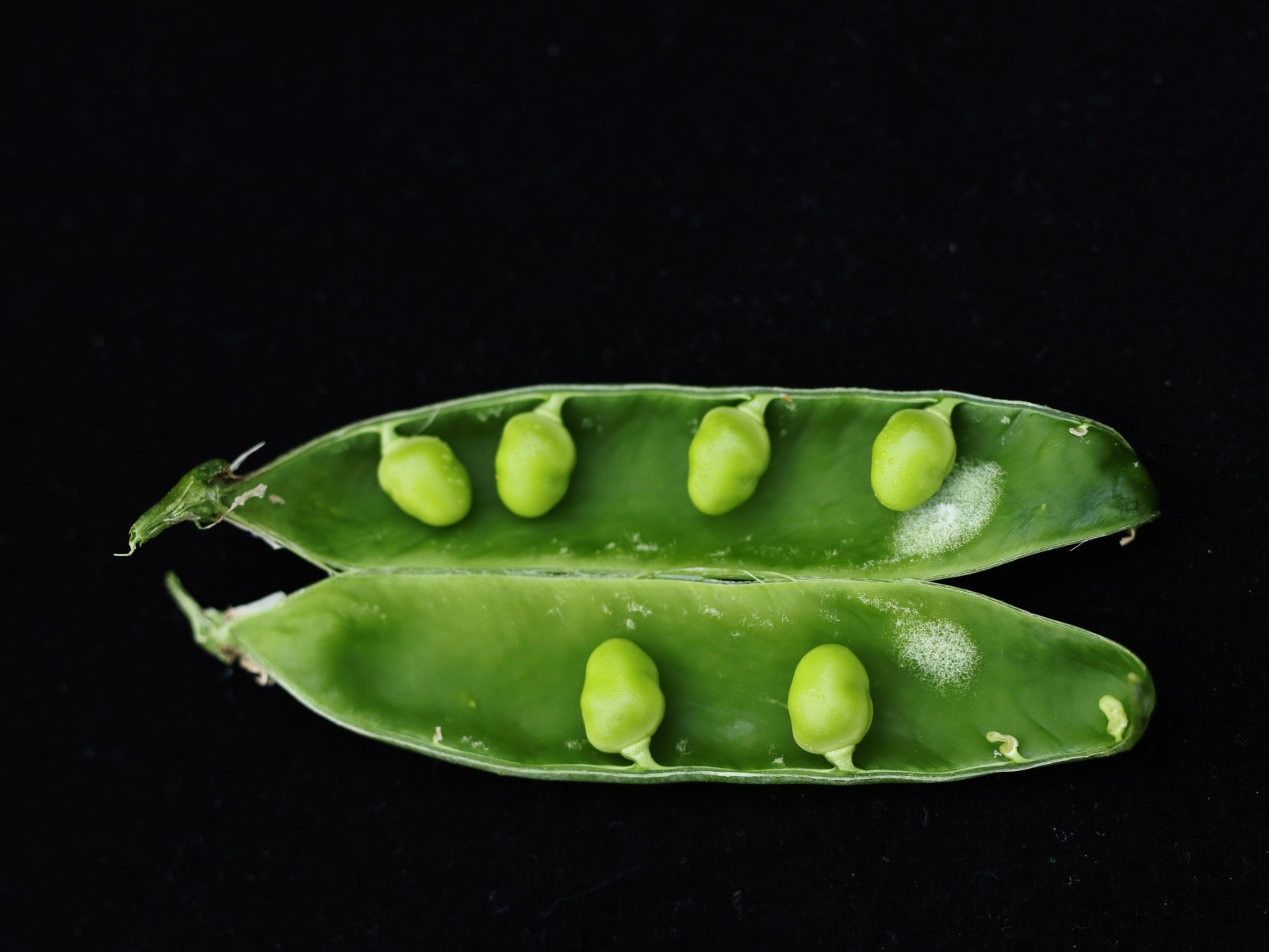 Зеленый горох на черном фоне