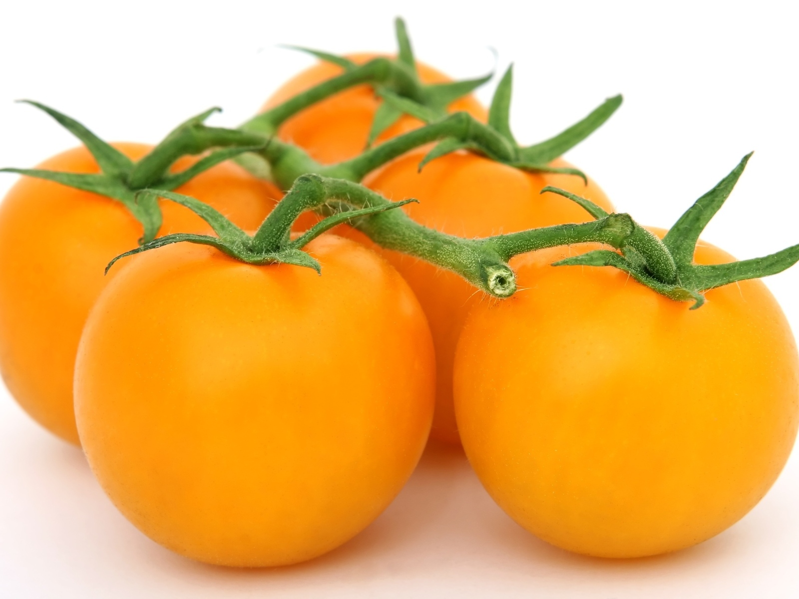 Оранжевые помидоры на ветке на белом фоне