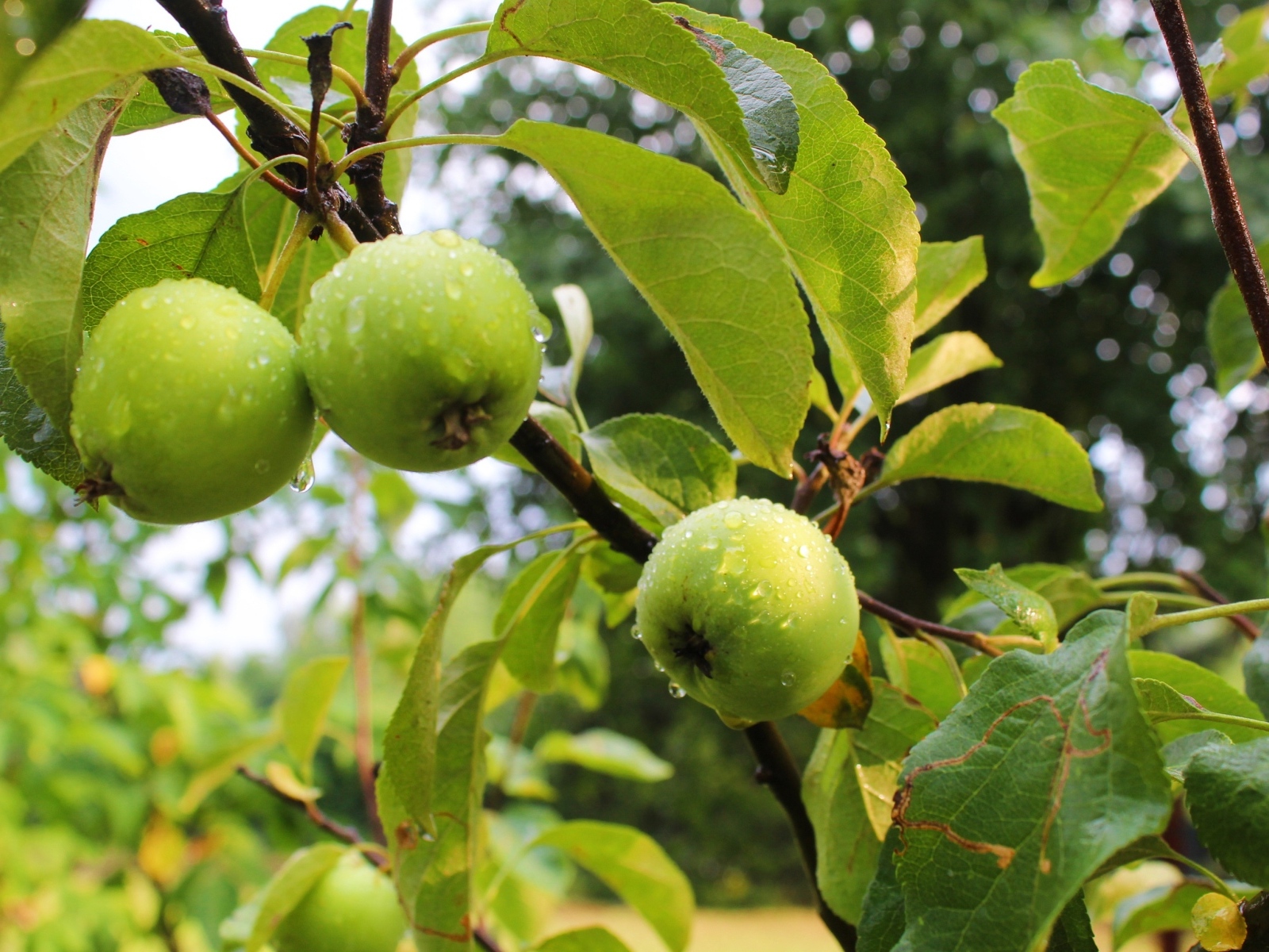 Мокрые зеленые яблоки на ветках