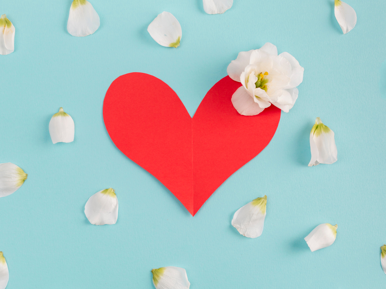 Красное сердце с белыми лепестками на голубом фоне