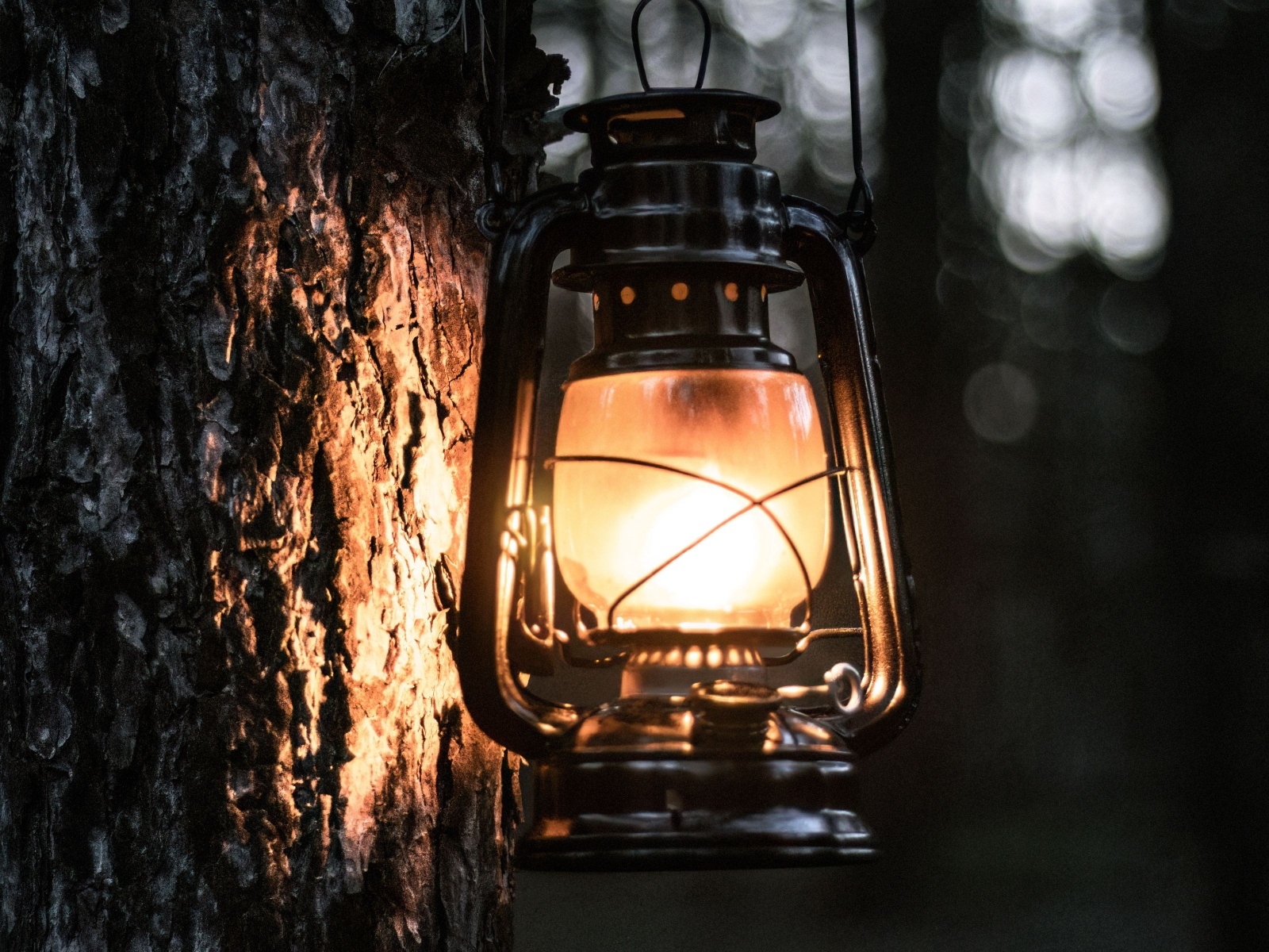 Светящийся фонарь висит на дереве