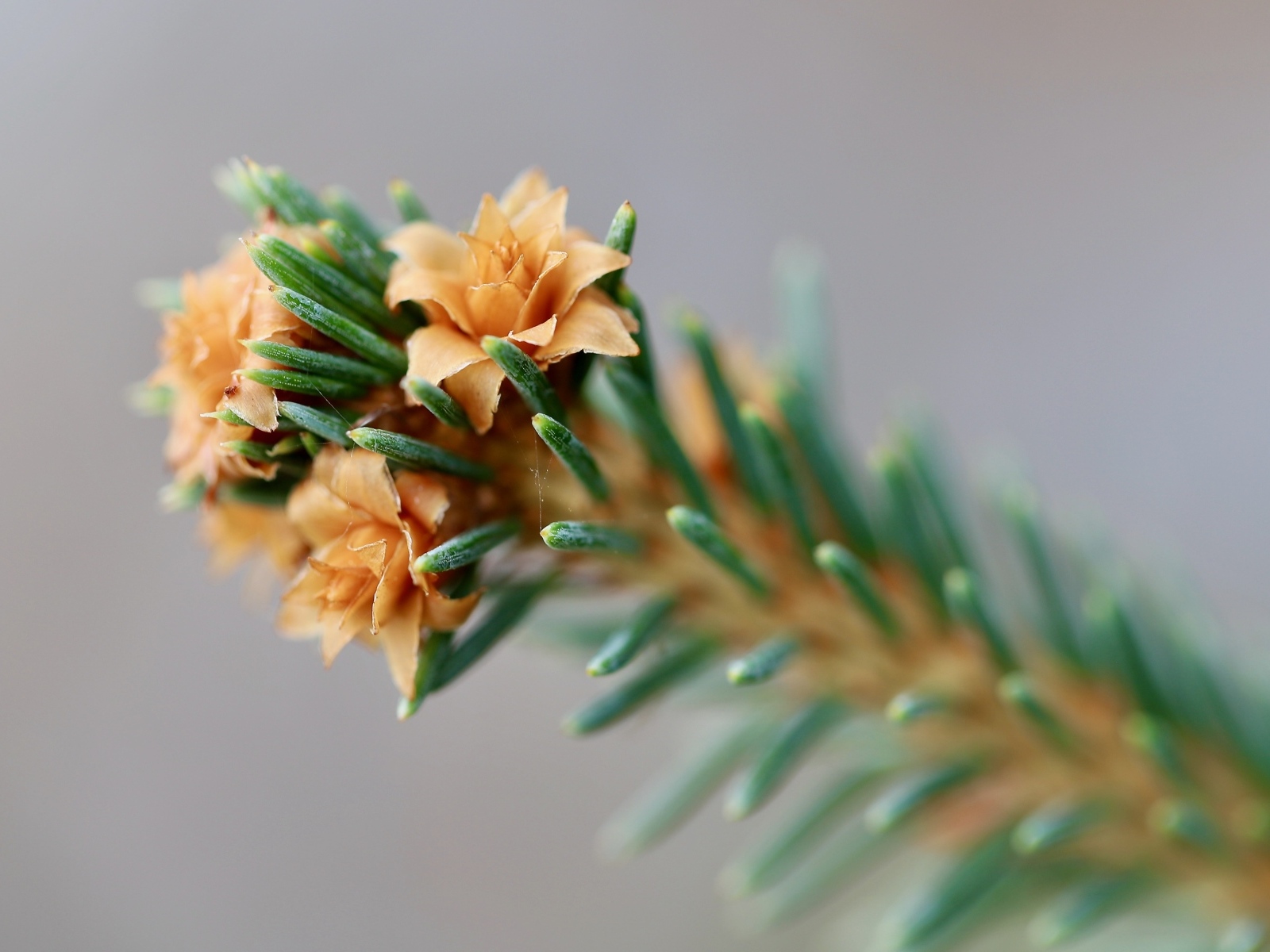 Зеленая еловая ветка с цветами