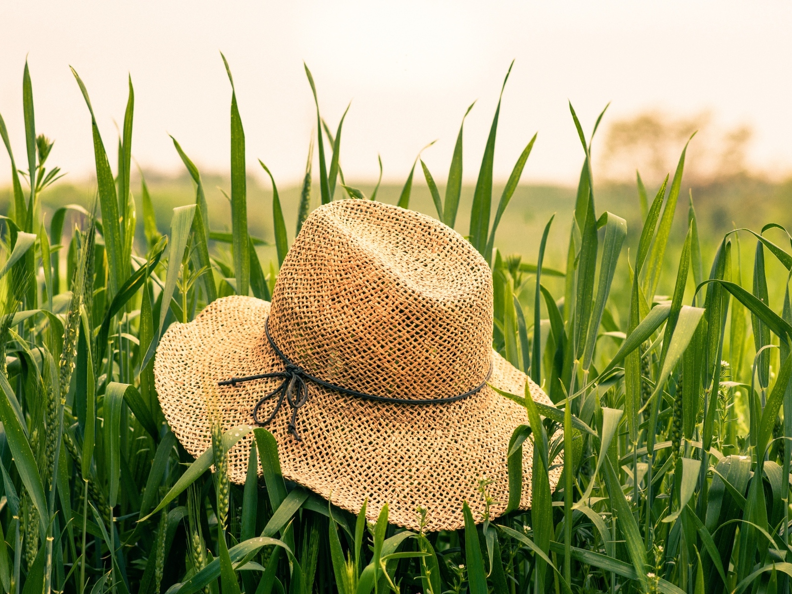 Соломенная шляпа на поле с зелеными колосьями пшеницы