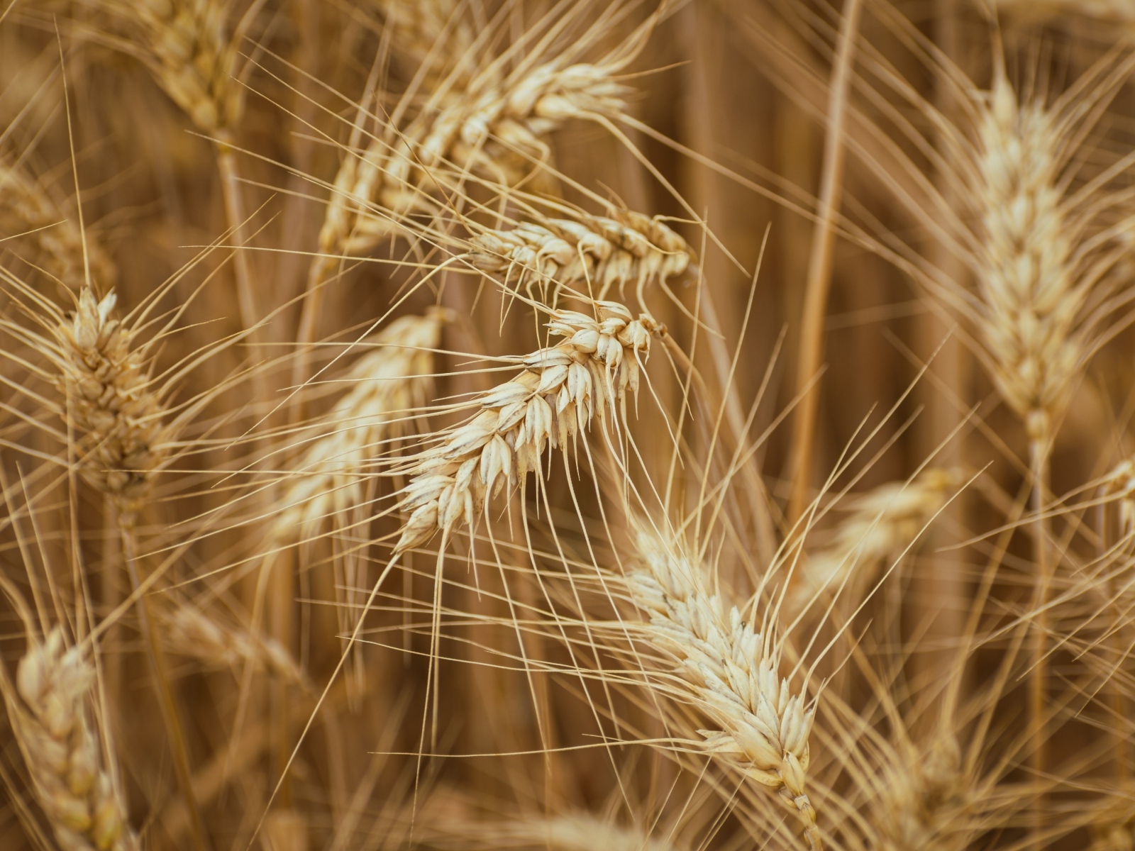 Колоски спелой пшеницы на поле крупным планом