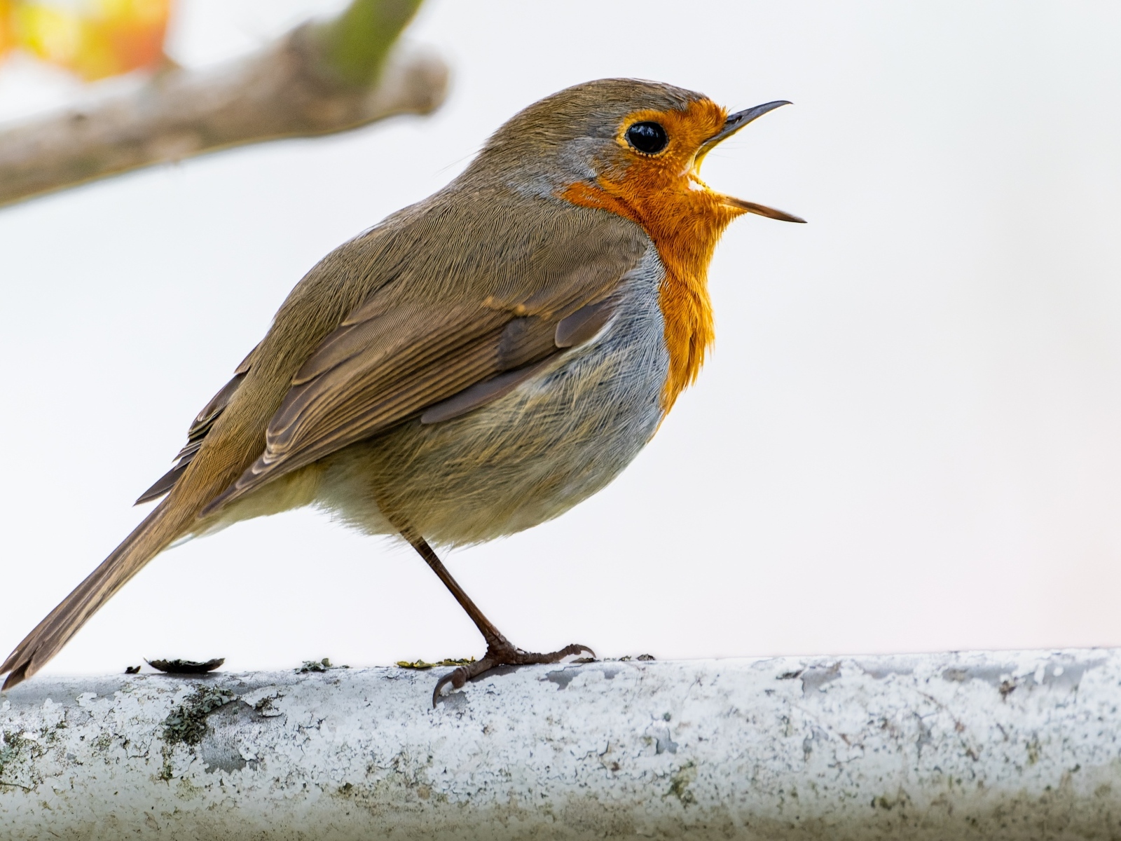 Маленькая европейская малиновка сидит на ветке