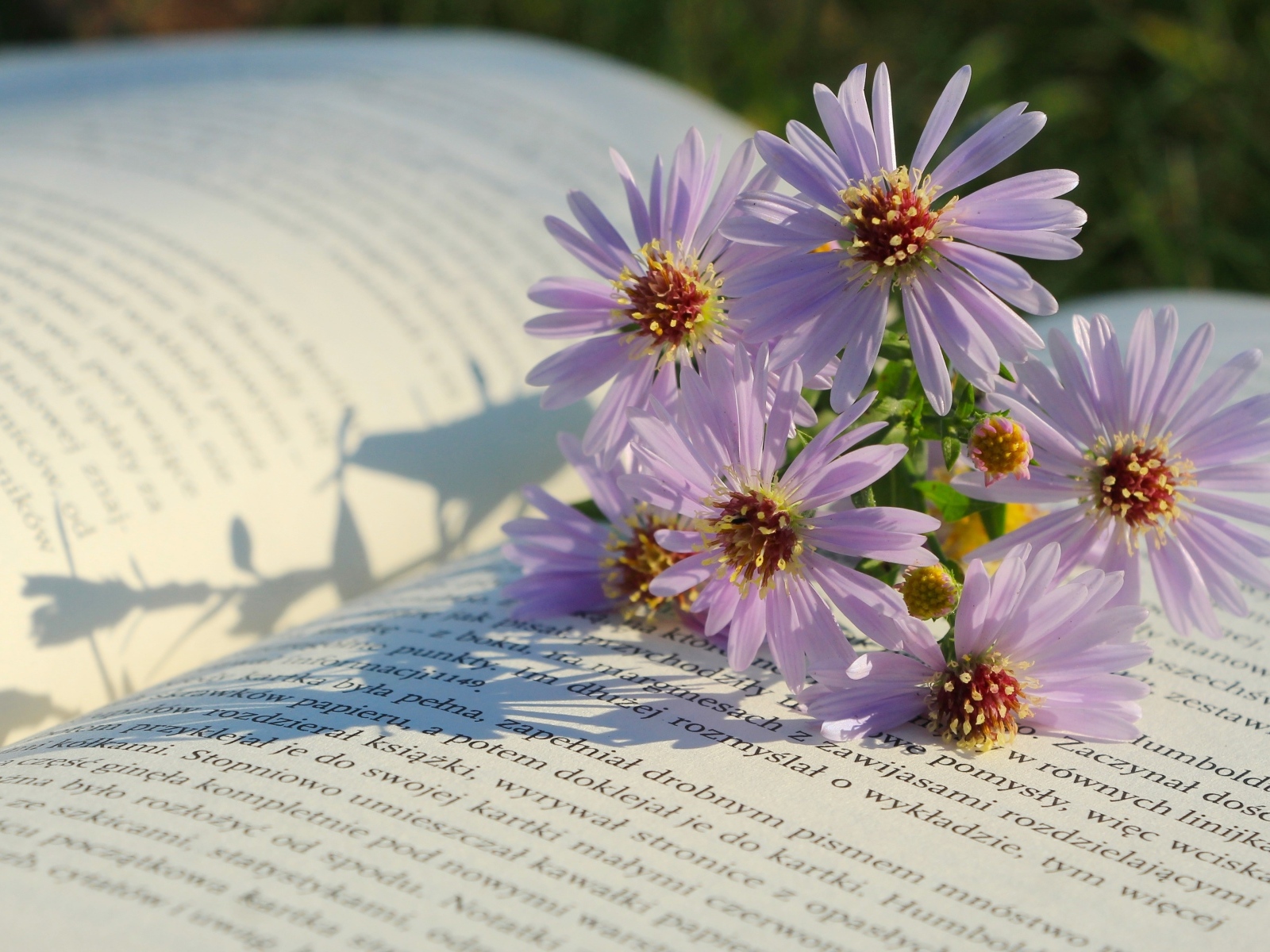 Осенние цветы сентябринка лежат на книге