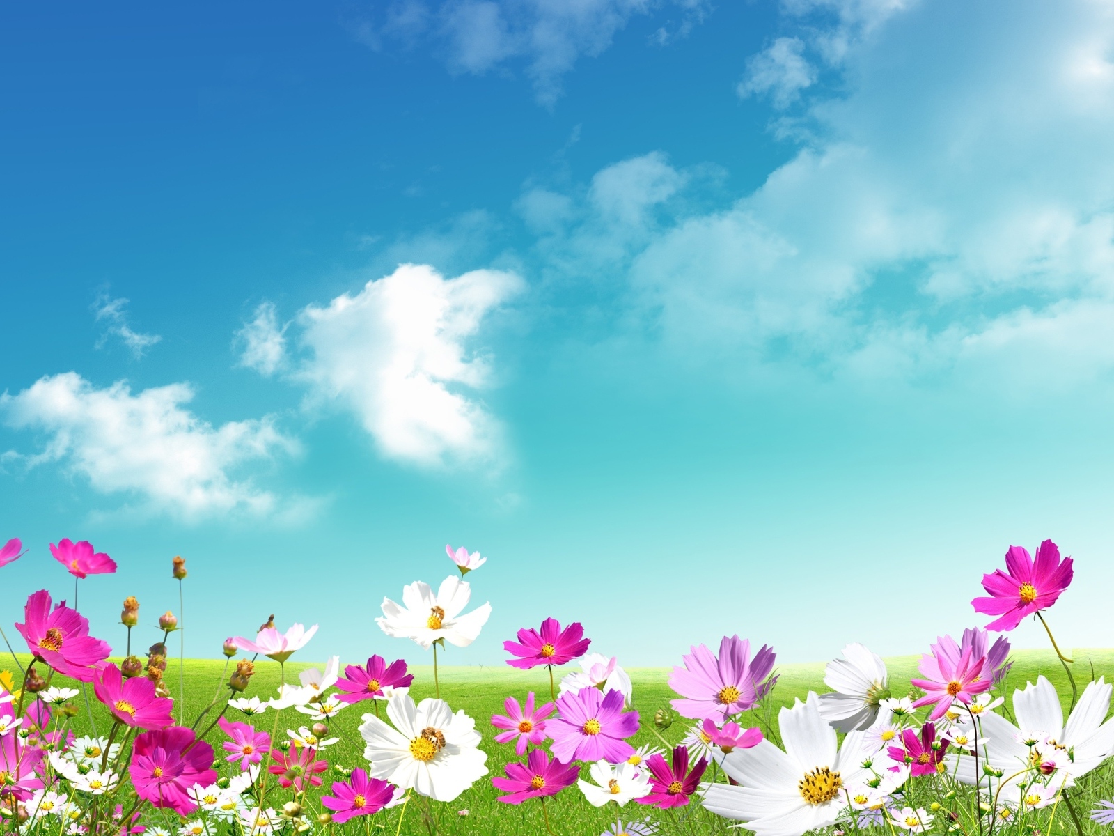 Красивый фон с небом и цветами космеи