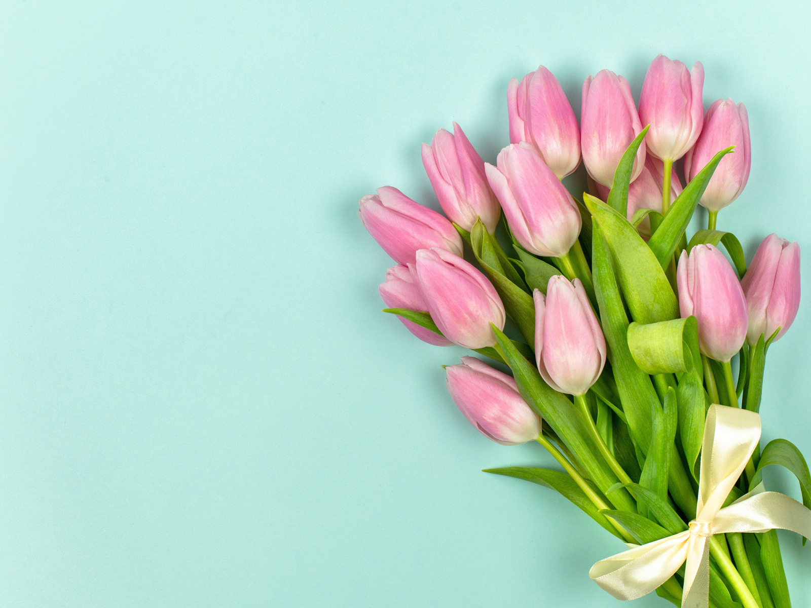 Красивый букет розовых тюльпанов с лентой на голубом фоне