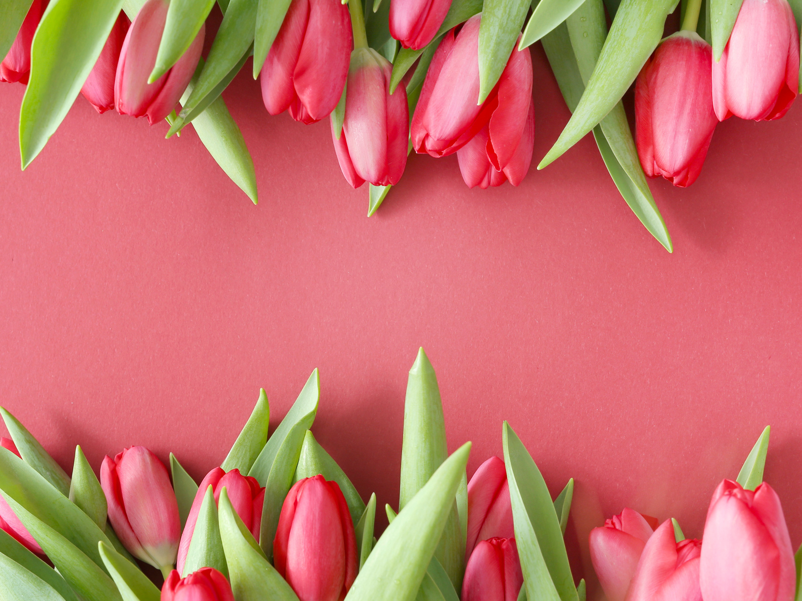 Красивые свежие тюльпаны на розовом фоне