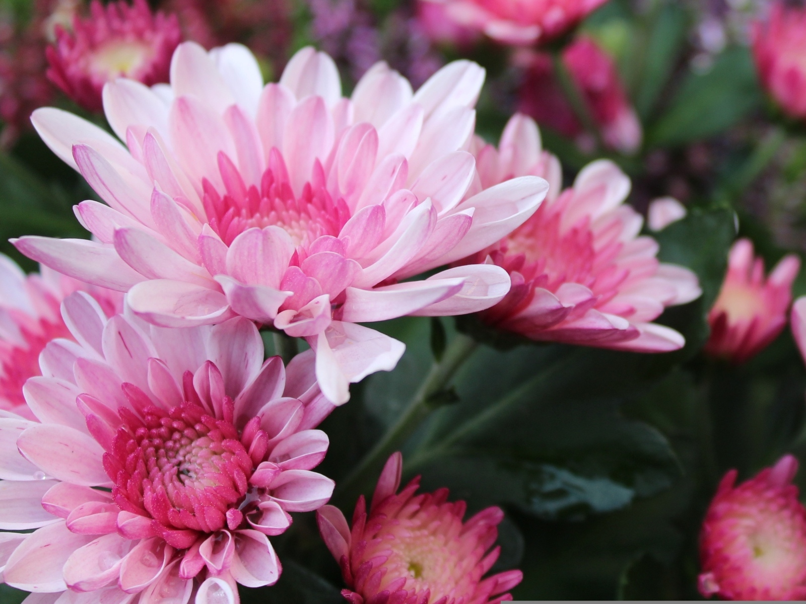 Красивые розовые хризантемы крупным планом осенью