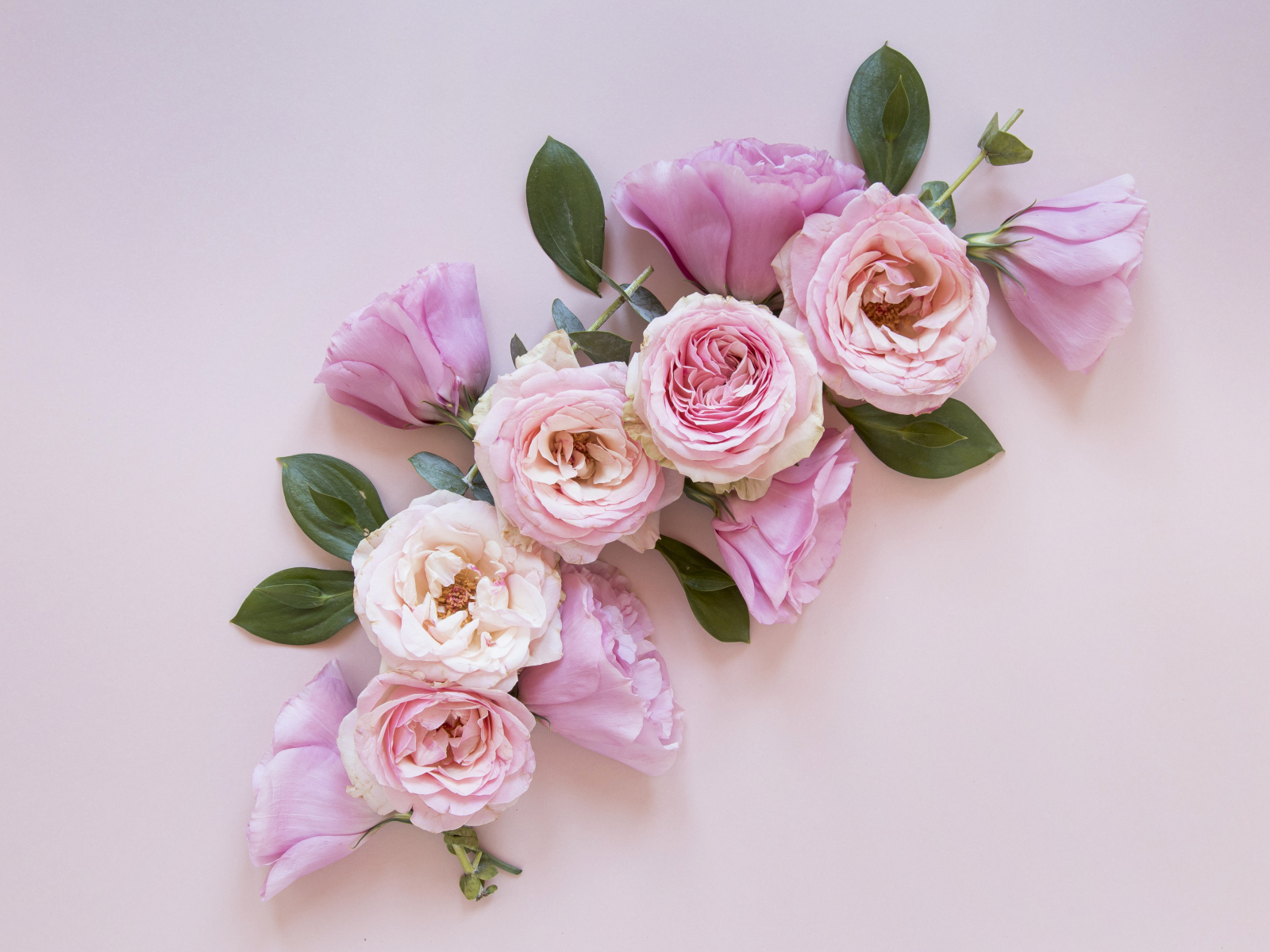 Красивые розовые цветы на сером фоне