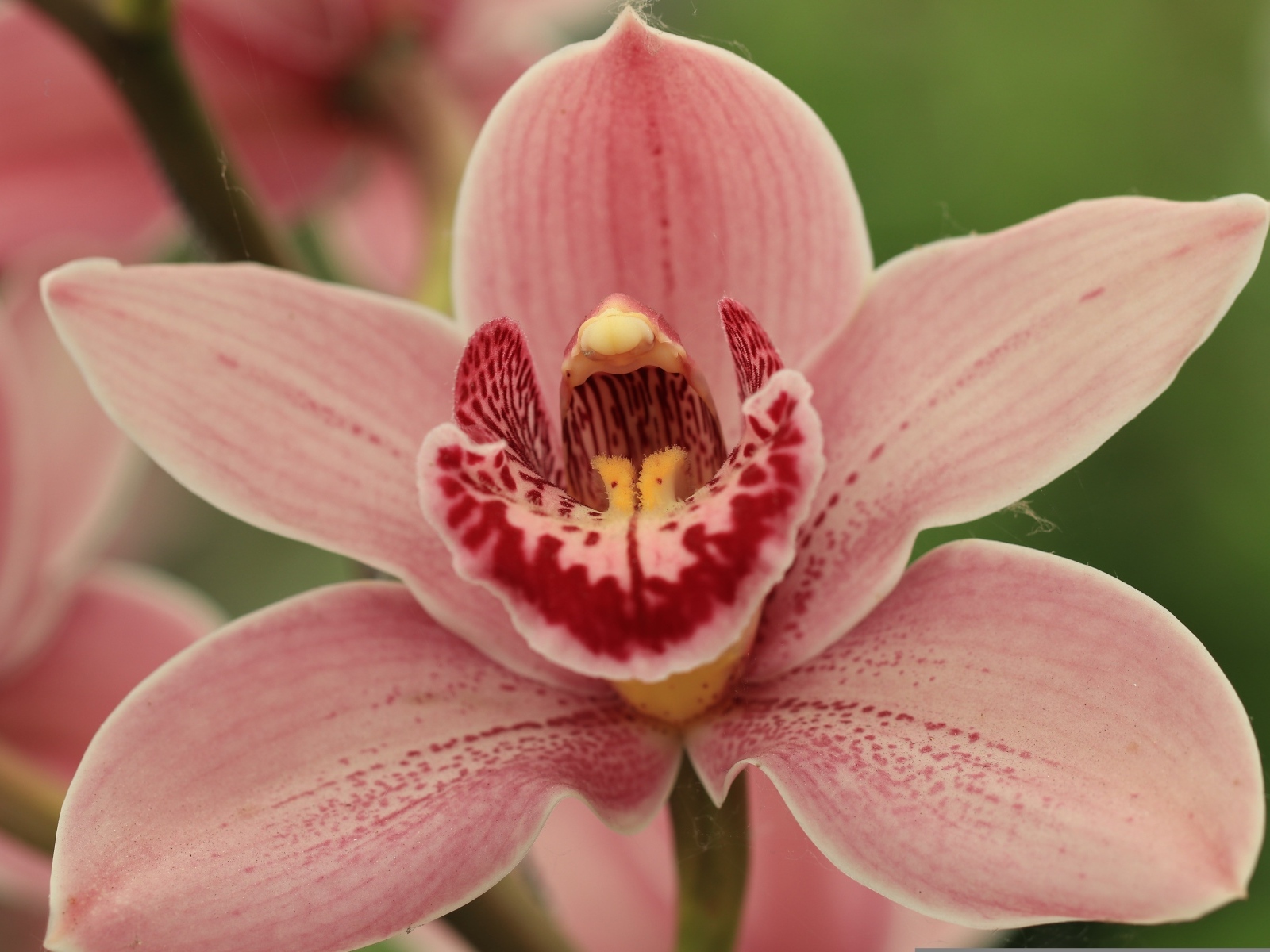 Красивая розовая орхидея фаленопсис крупным планом