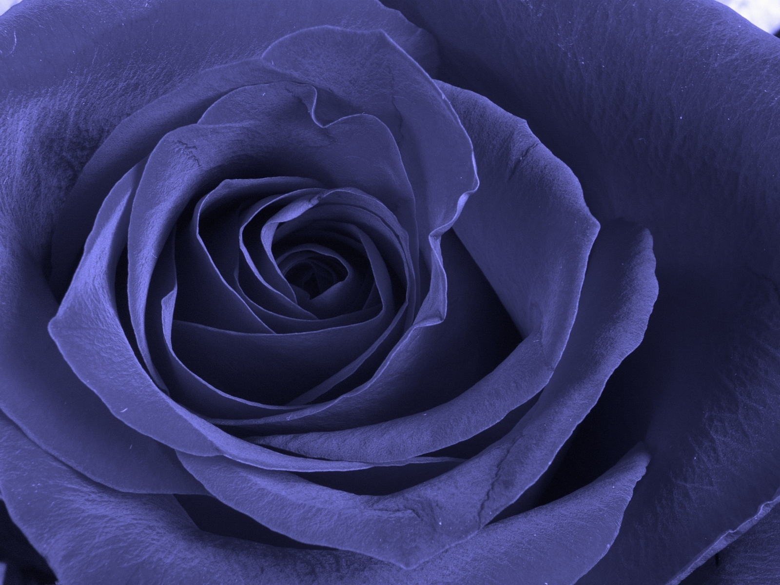 Красивая фиолетовая роза крупным планом