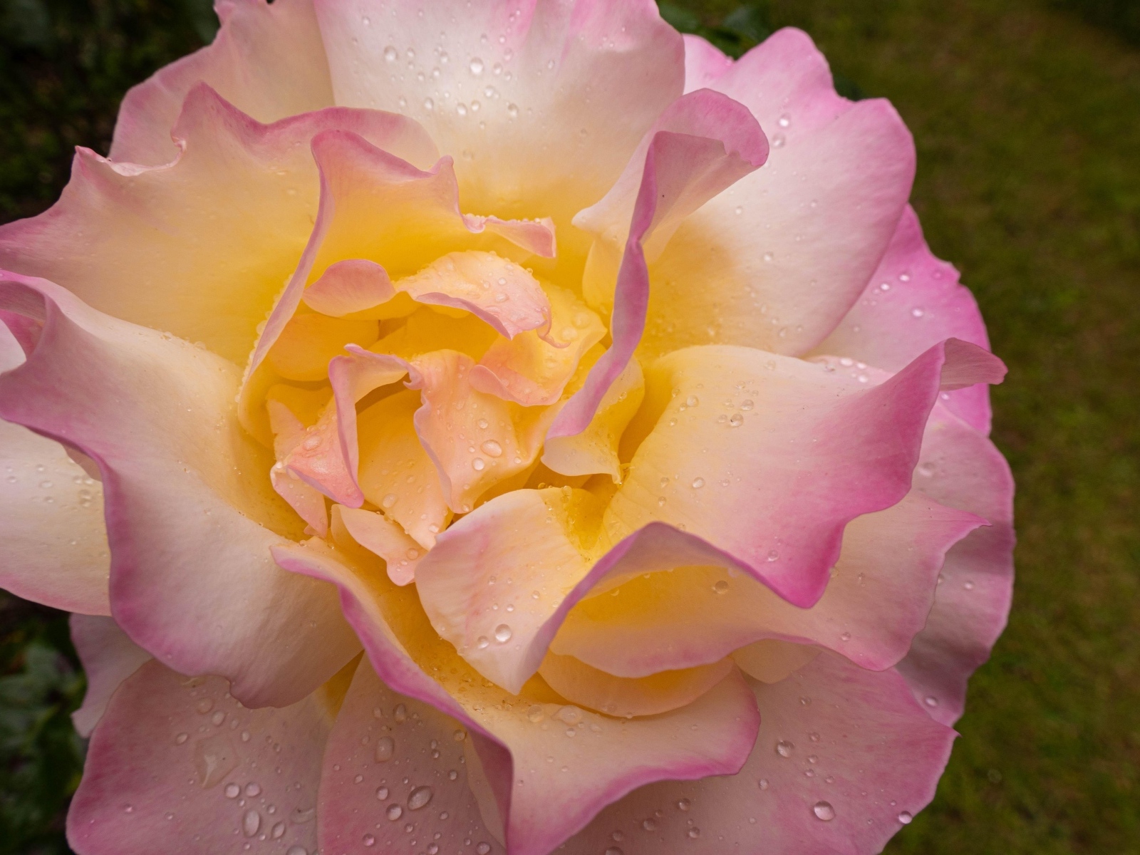 Красивая роза Глория Дей в каплях росы